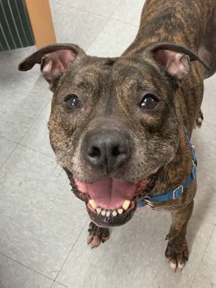 Kaszpian, Adoptable, Adult Male American Staffordshire Terrier.