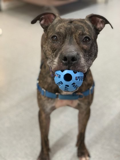 Kaszpian thumbnail 2