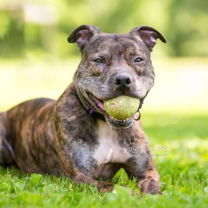 Enlarge Kaszpian, a Adoptable American Staffordshire Terrier in Silver Spring, MD image 3/3
