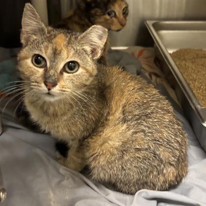 Marigold, Adoptable, Young Female Domestic Short Hair & Domestic Short Hair.