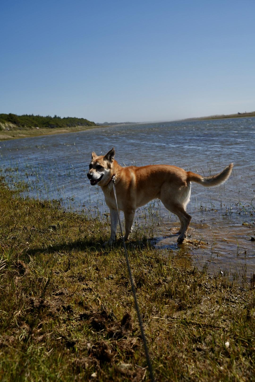 Enlarge Lucas, a ADOPTABLE mixed breed in Powell Butte, OR image 4/6