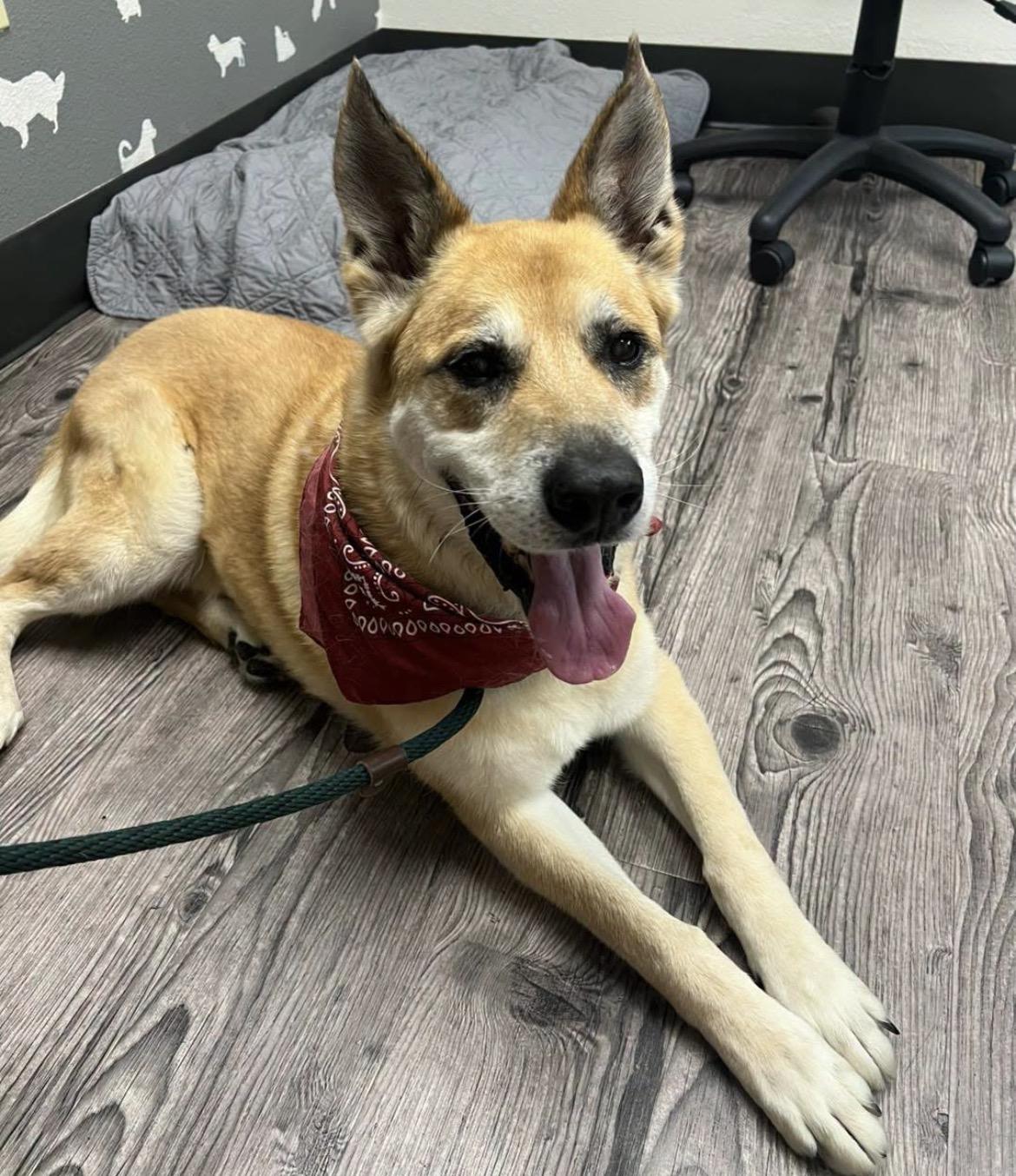 Lucas, ADOPTABLE, Senior Male German Shepherd Dog.