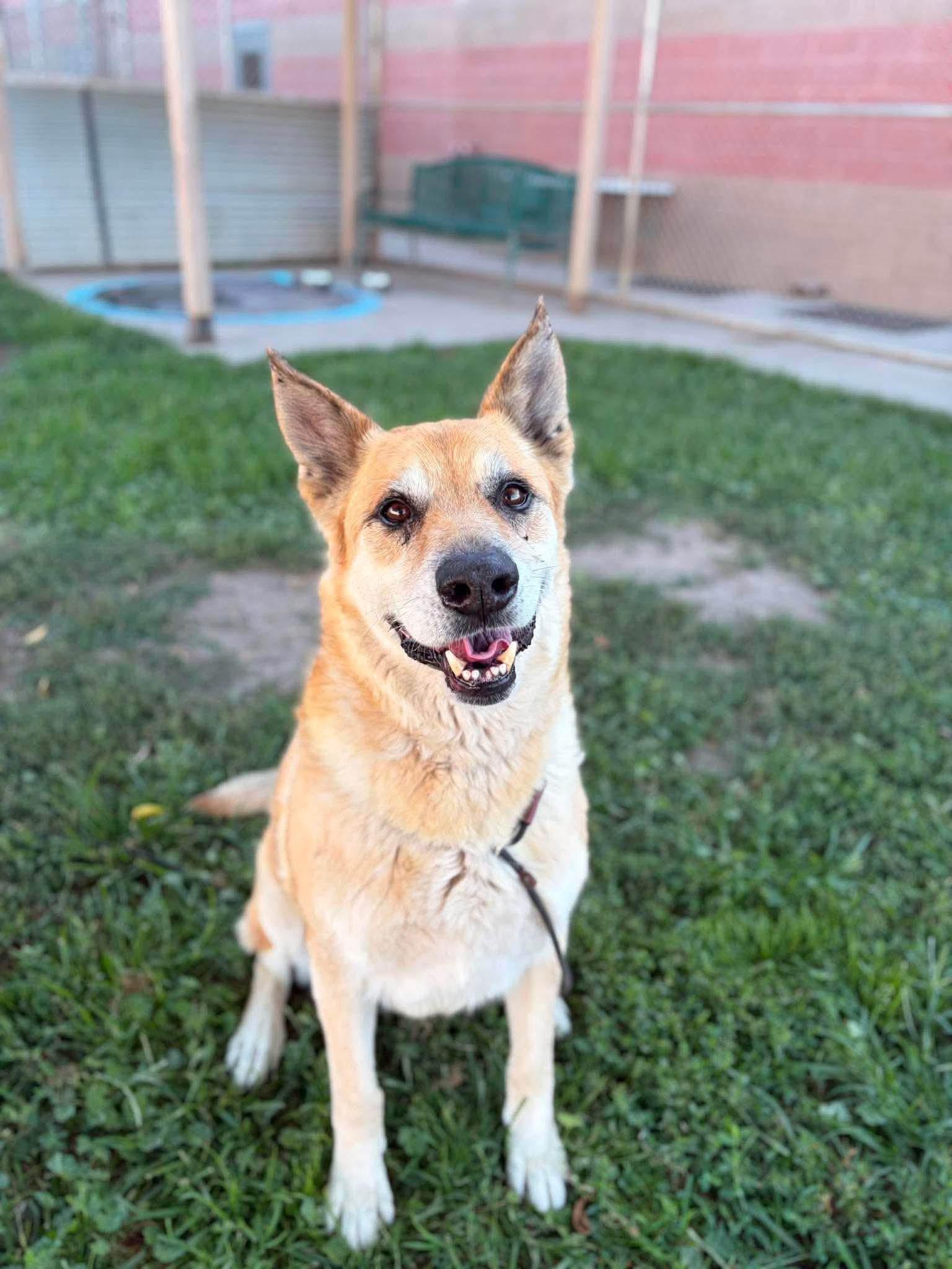 Enlarge Lucas, a ADOPTABLE mixed breed in Powell Butte, OR image 2/6