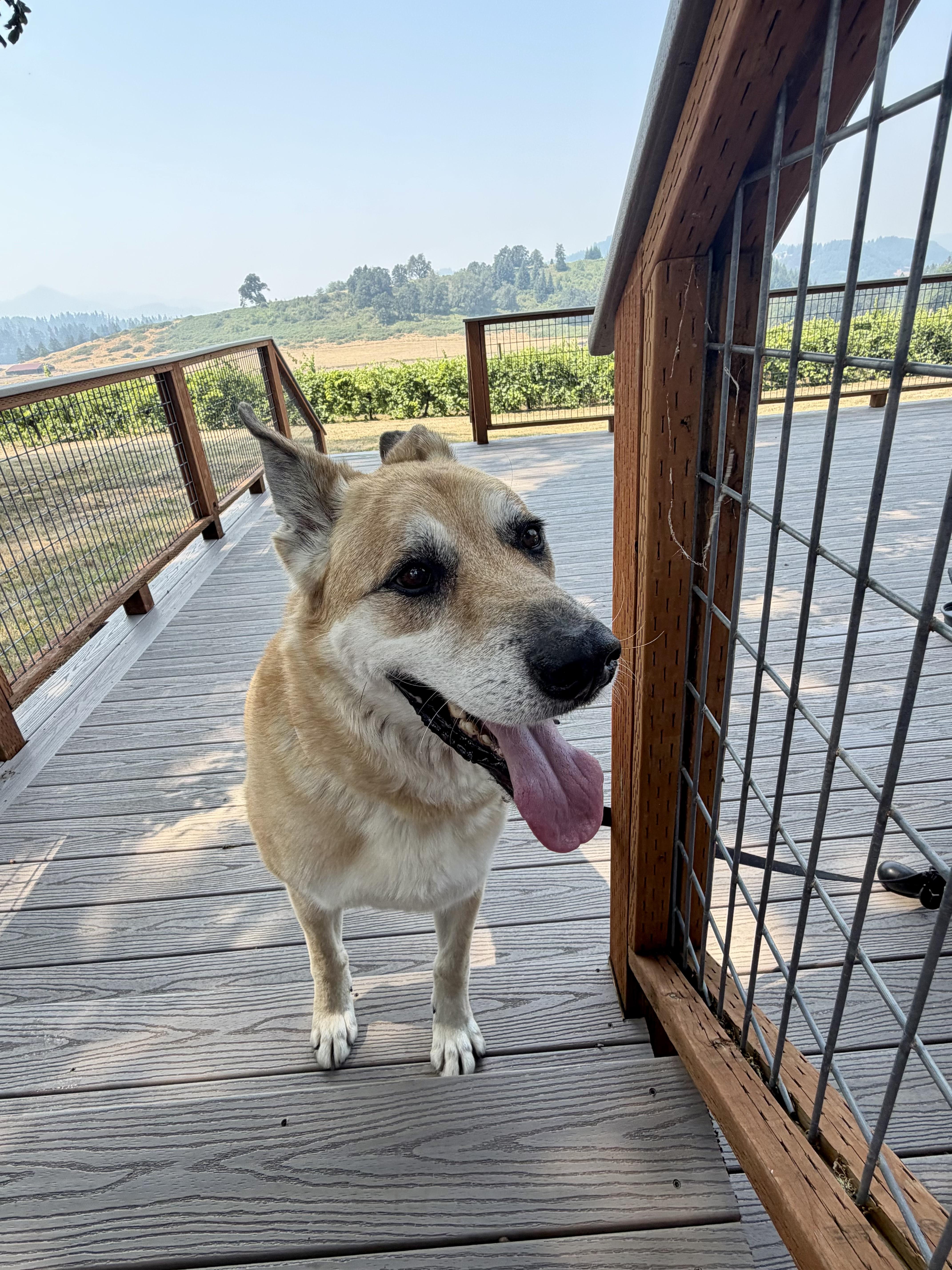 Enlarge Lucas, a ADOPTABLE mixed breed in Powell Butte, OR image 6/6
