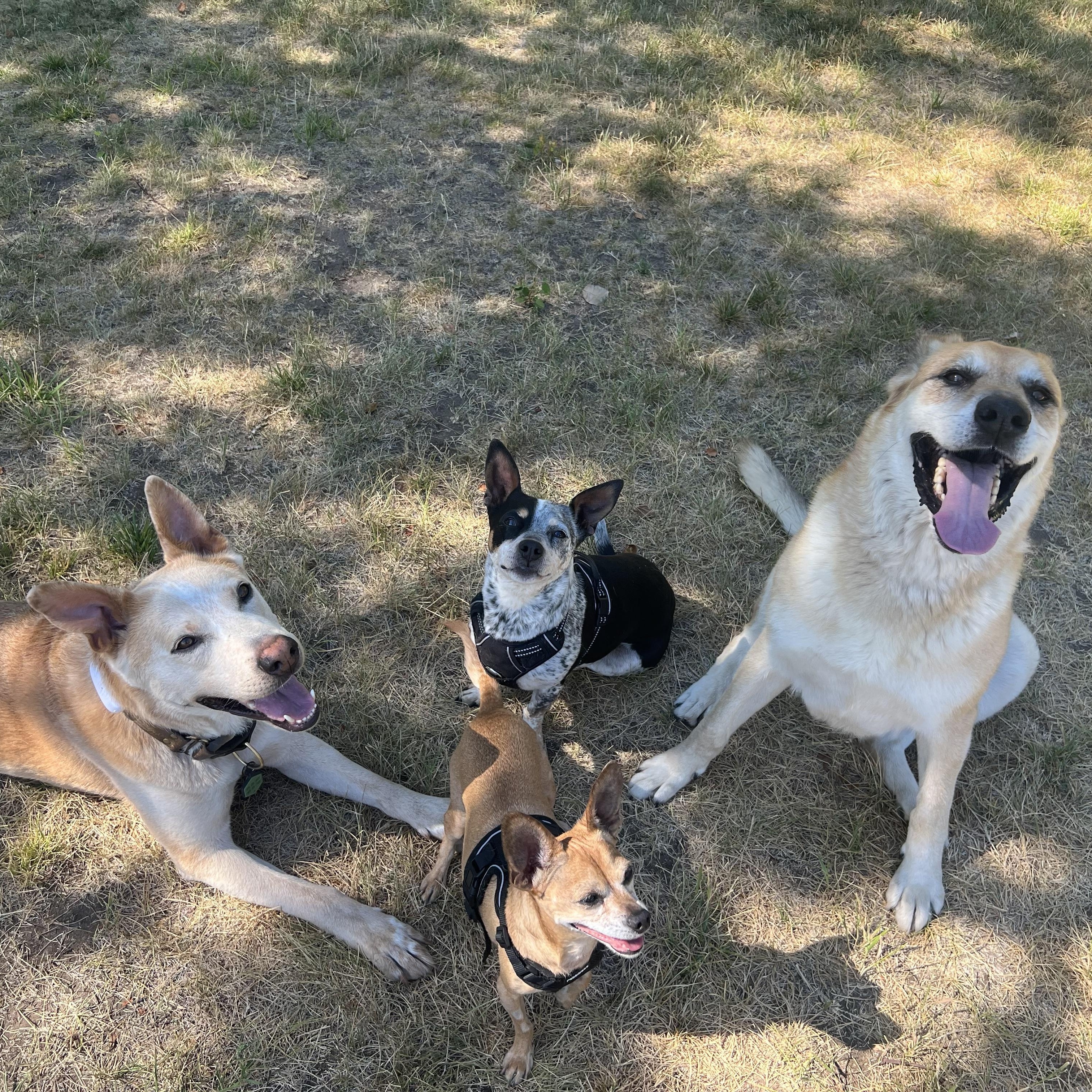 Enlarge Lucas, a ADOPTABLE mixed breed in Powell Butte, OR image 5/6