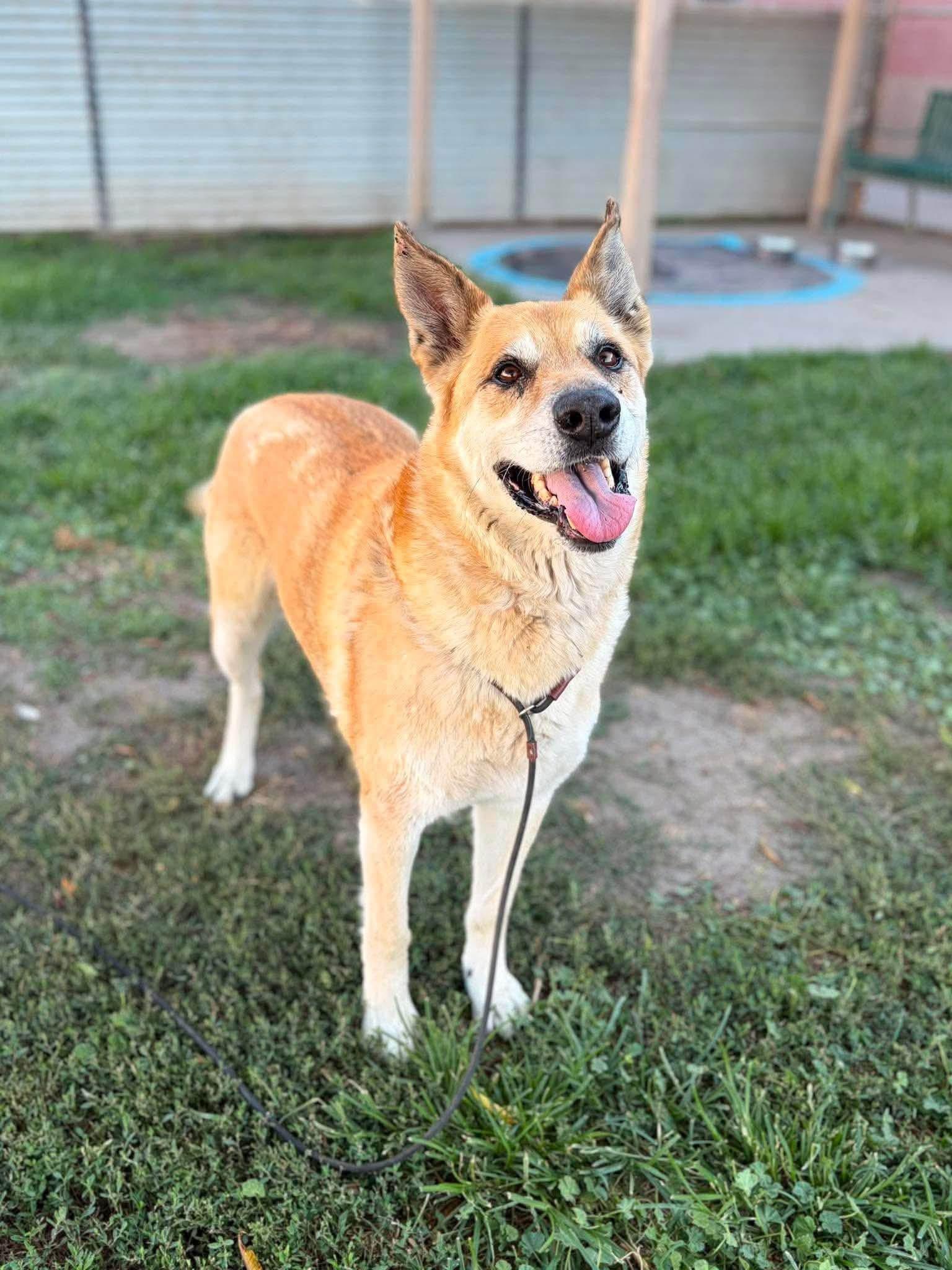 Enlarge Lucas, a ADOPTABLE mixed breed in Powell Butte, OR image 3/6