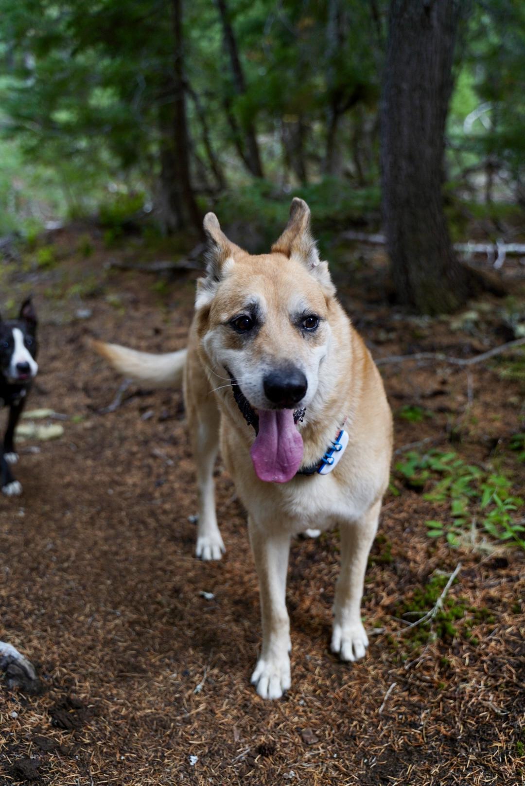 Enlarge Lucas, a Adoptable mixed breed in Powell Butte, OR image 2/6