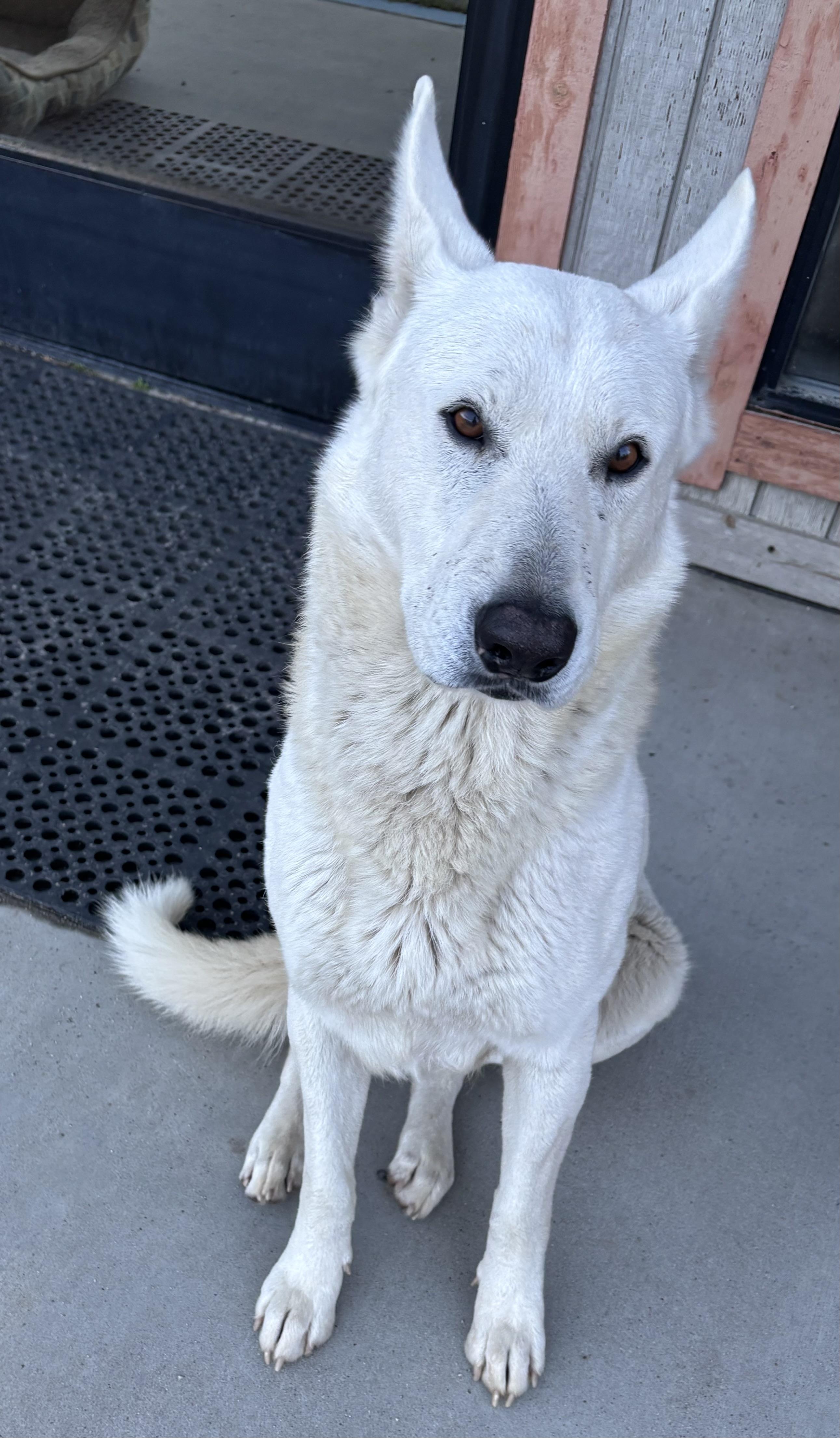 Shadow, Adoptable, Adult Male German Shepherd Dog.