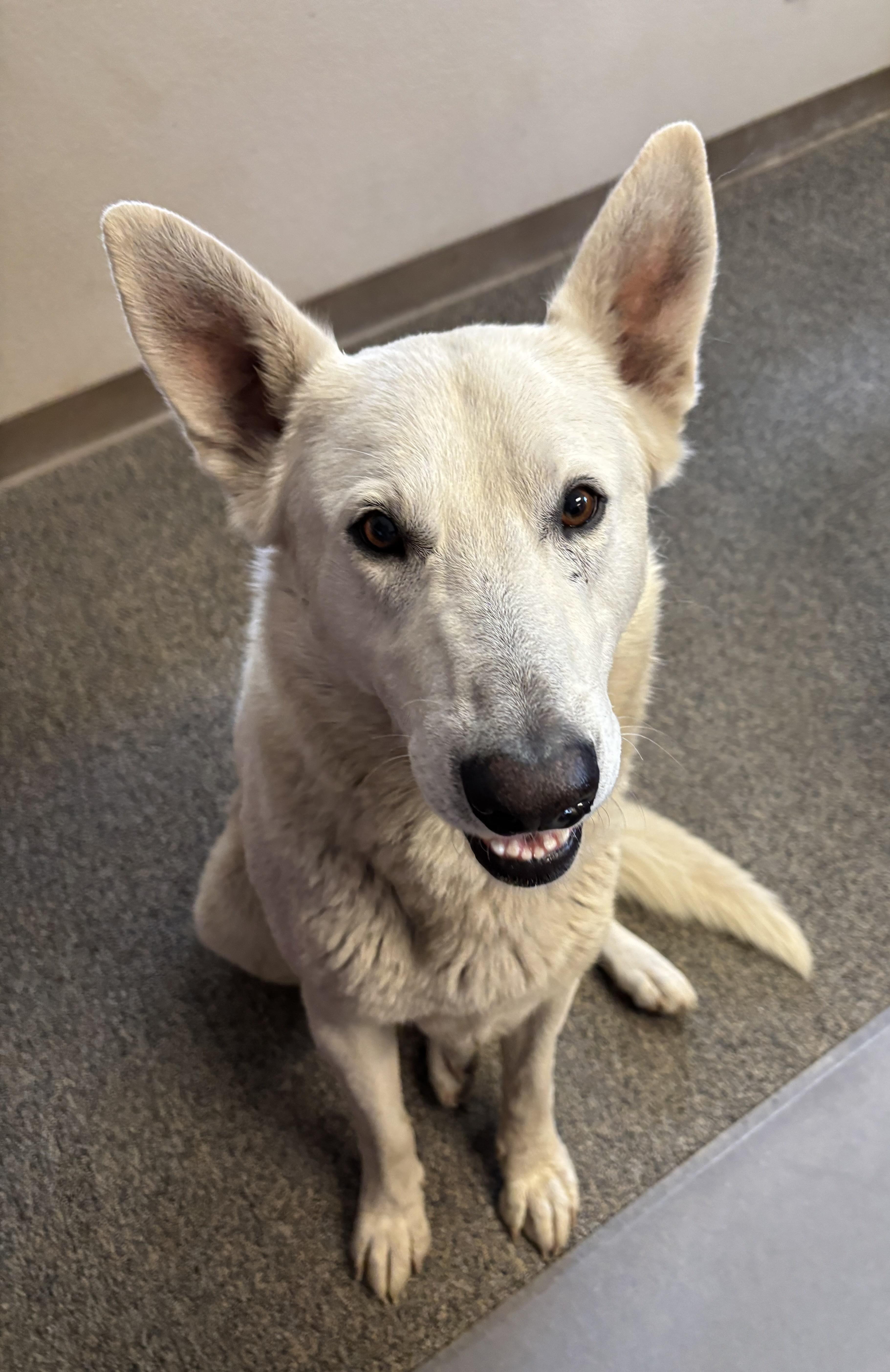 Shadow, Adoptable, Adult Male German Shepherd Dog.