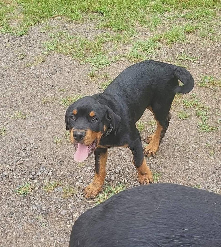 HANS, a ADOPTABLE Rottweiler in Chapel Hill, NC image 2/5