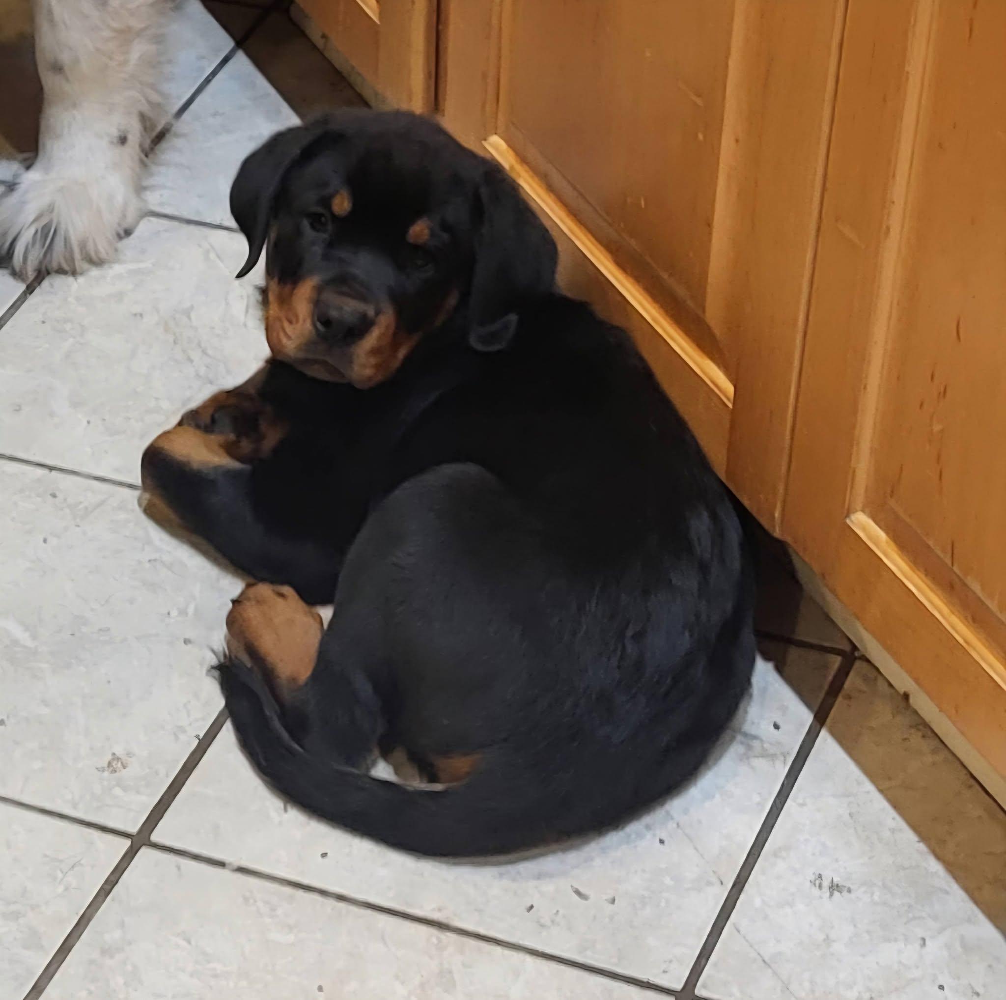 HANS, a ADOPTABLE Rottweiler in Chapel Hill, NC image 3/5