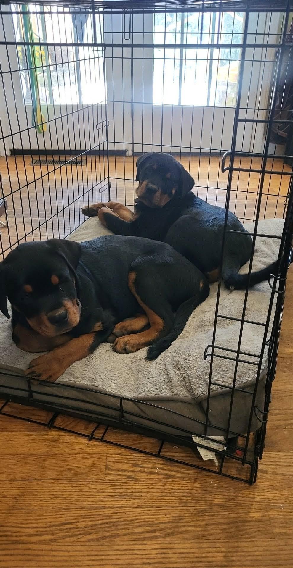 HANS, a ADOPTABLE Rottweiler in Chapel Hill, NC image 5/5