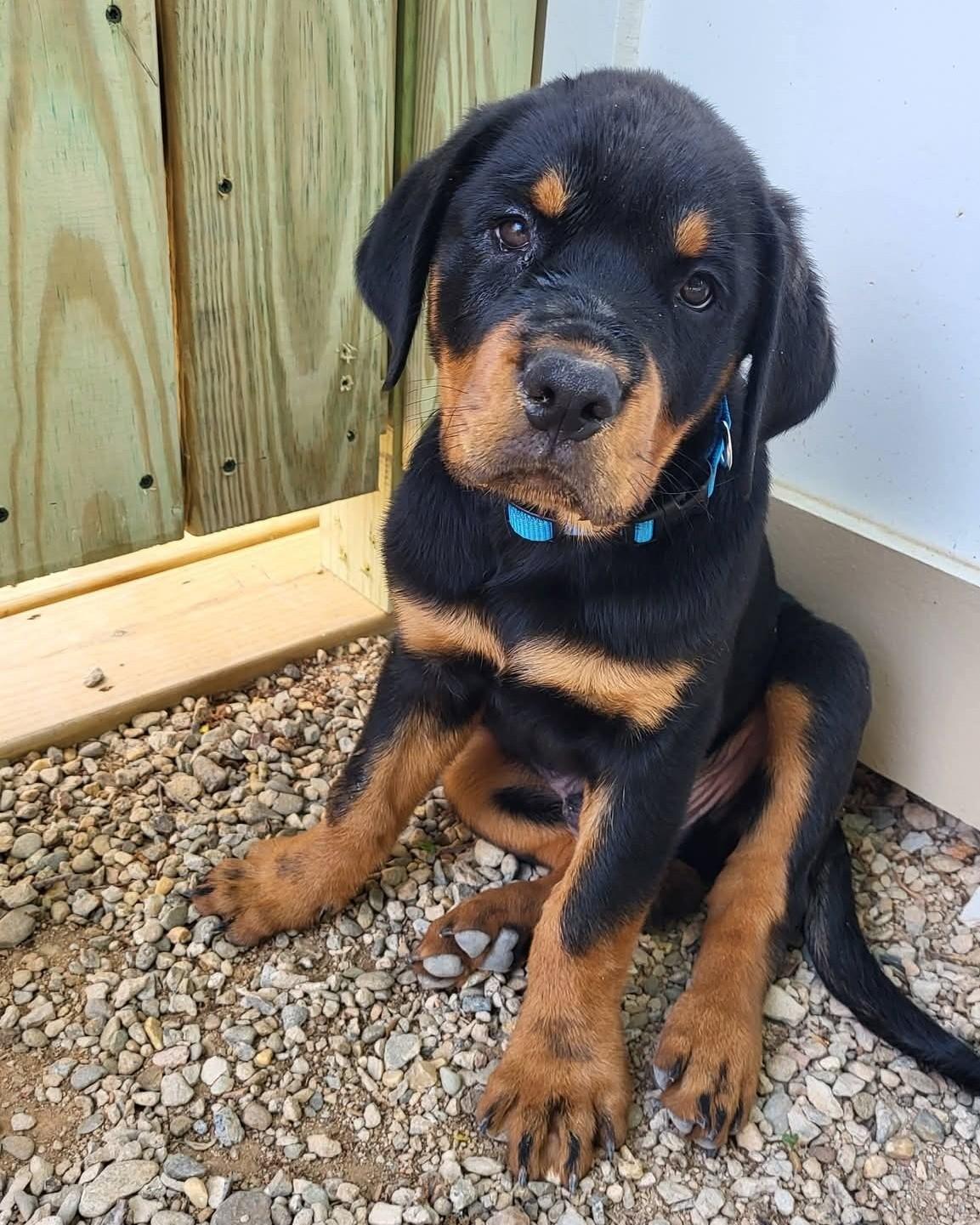 HANS, a ADOPTABLE Rottweiler in Chapel Hill, NC image 1/5