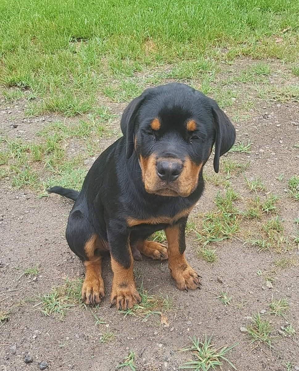 HANS, a ADOPTABLE Rottweiler in Chapel Hill, NC image 4/5
