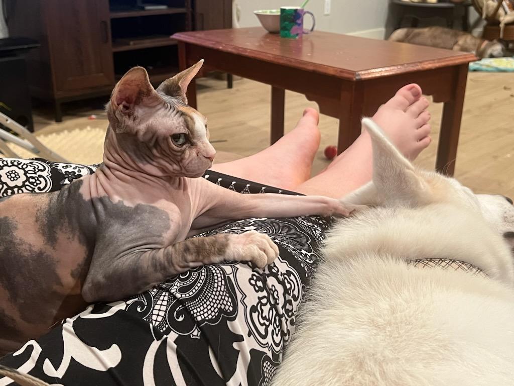 WINTER, Adoptable, Adult Female Siberian Husky.