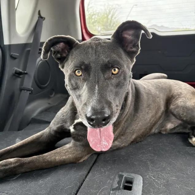 Stitch, a Adoptable mixed breed in Queen Creek, AZ image 2/3