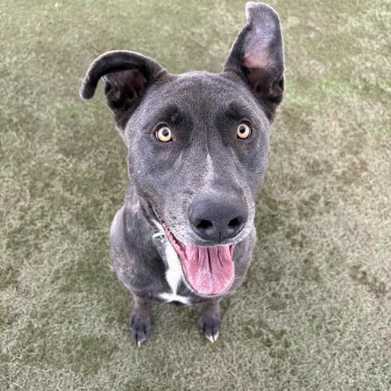 Stitch, a Adoptable mixed breed in Queen Creek, AZ image 1/3