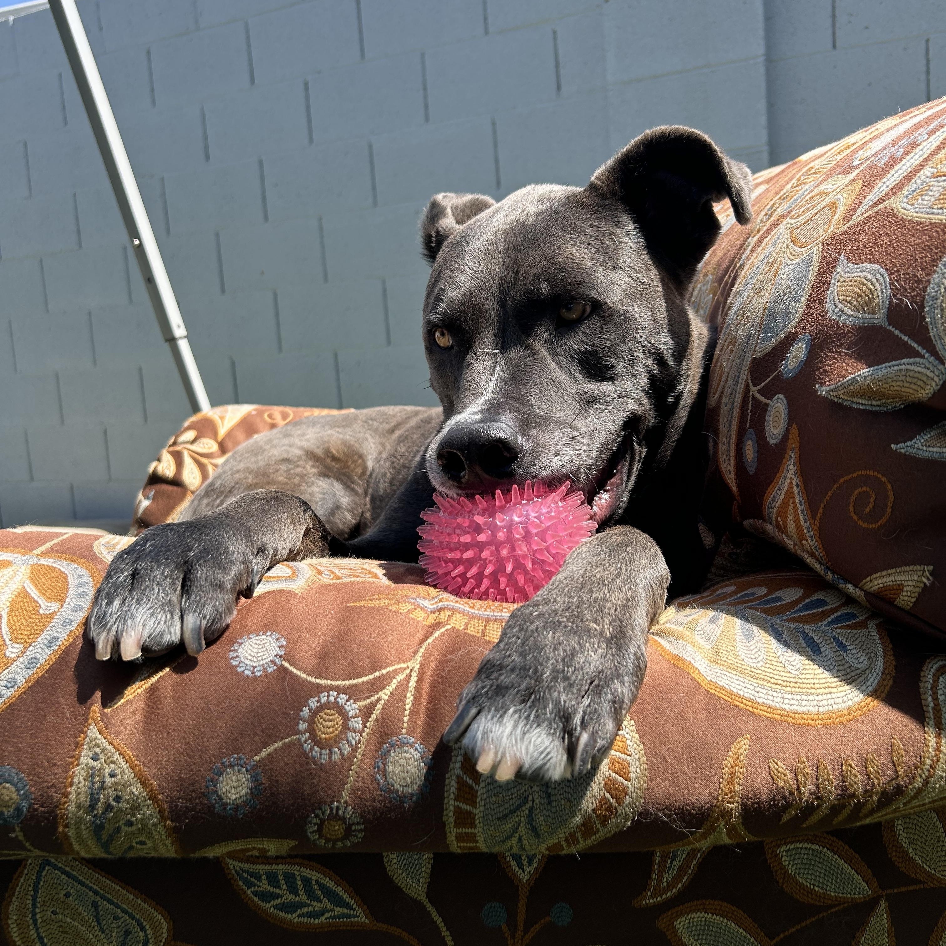 Enlarge Stitch, an adoptable mixed breed in Queen Creek, AZ image 4/6