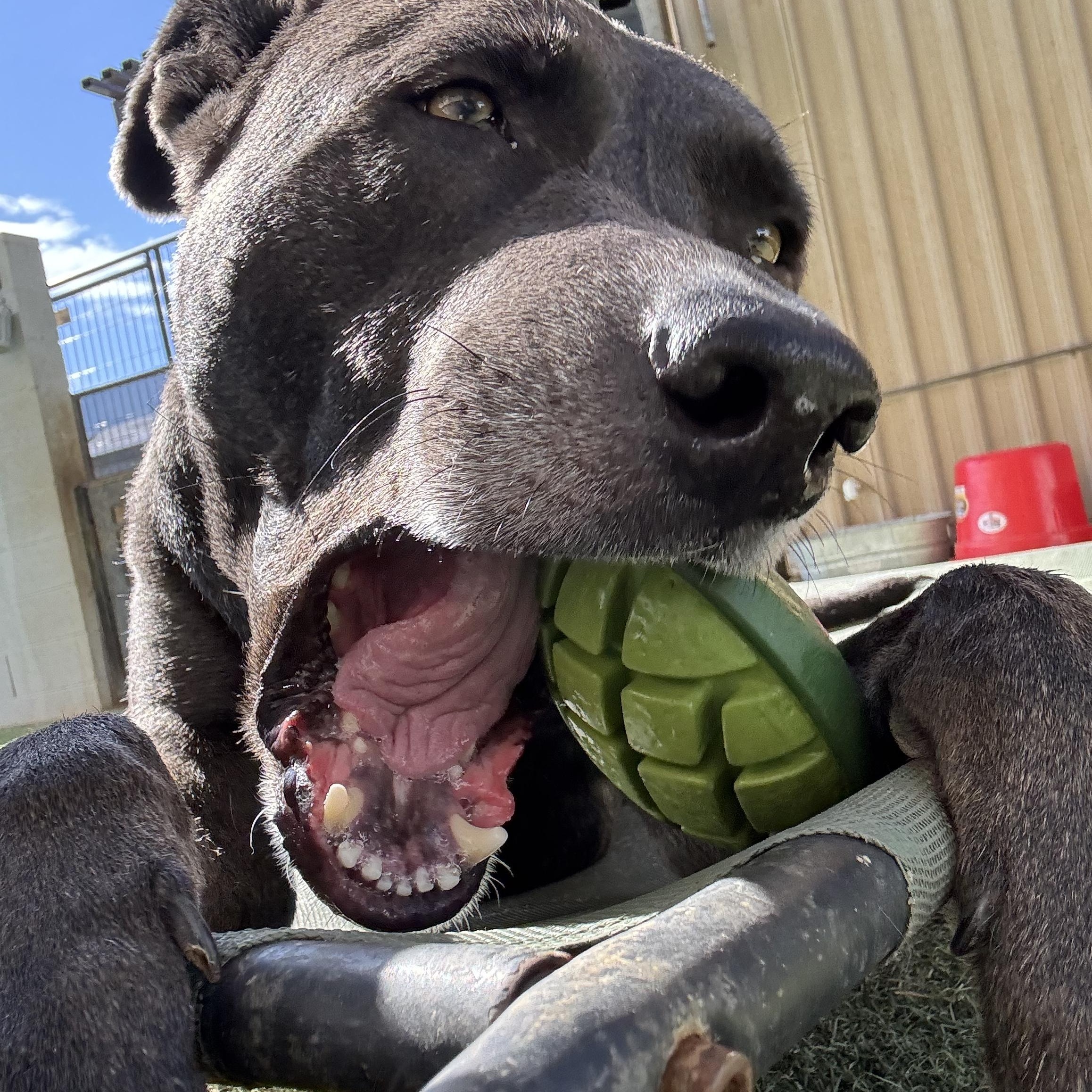 Enlarge Stitch, an adoptable mixed breed in Queen Creek, AZ image 5/6