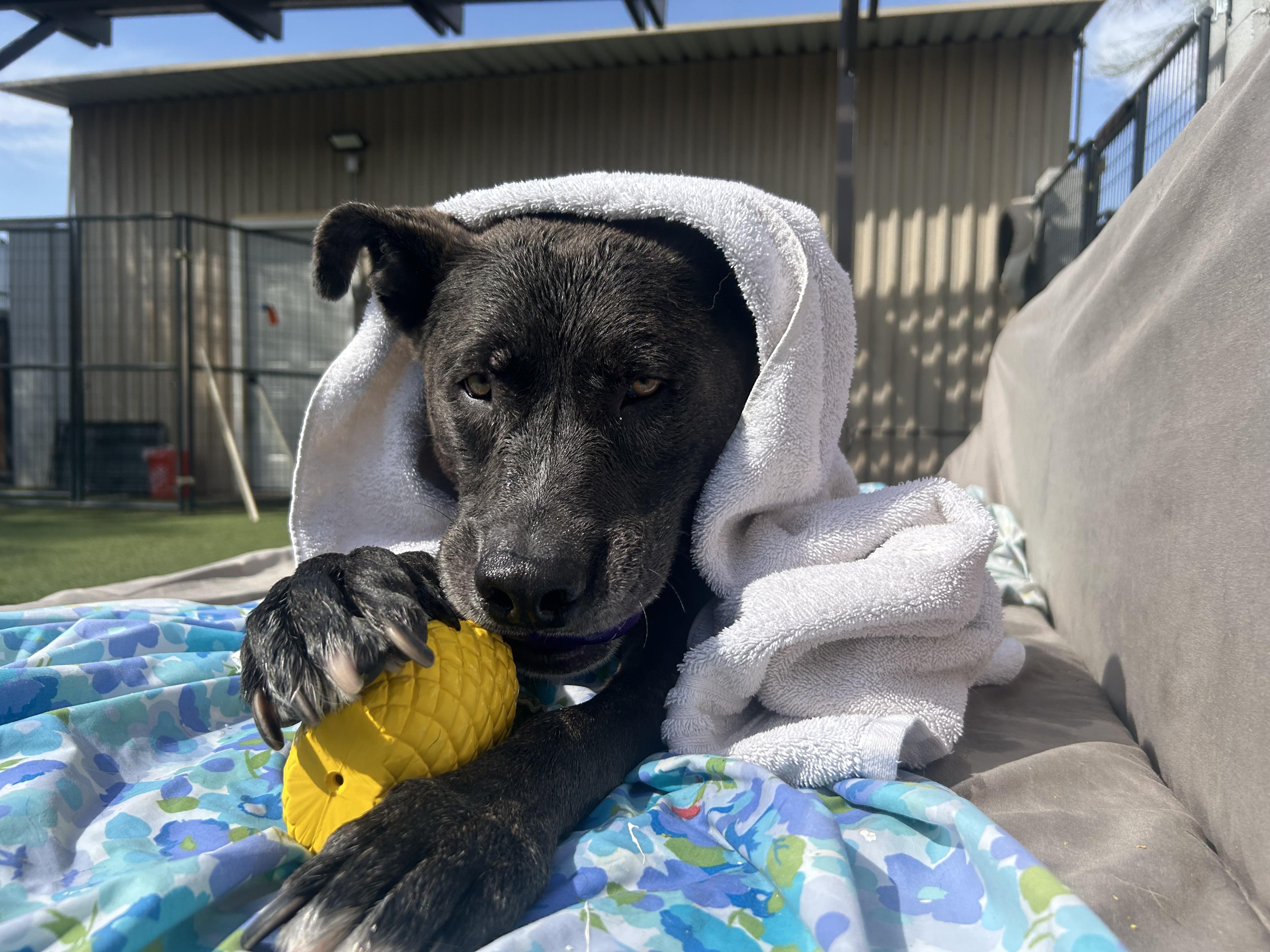 Enlarge Stitch, an adoptable mixed breed in Queen Creek, AZ image 3/4