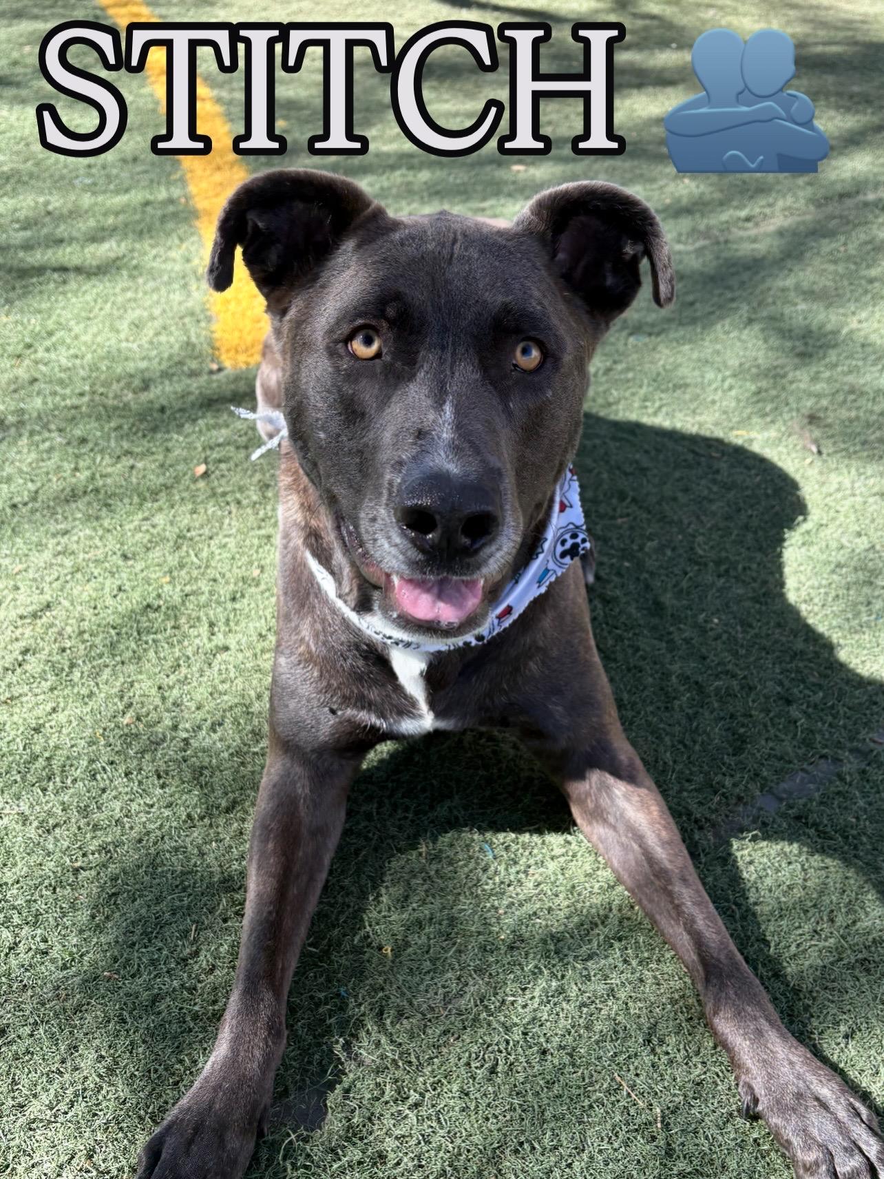 Enlarge Stitch, an adoptable mixed breed in Queen Creek, AZ image 1/4