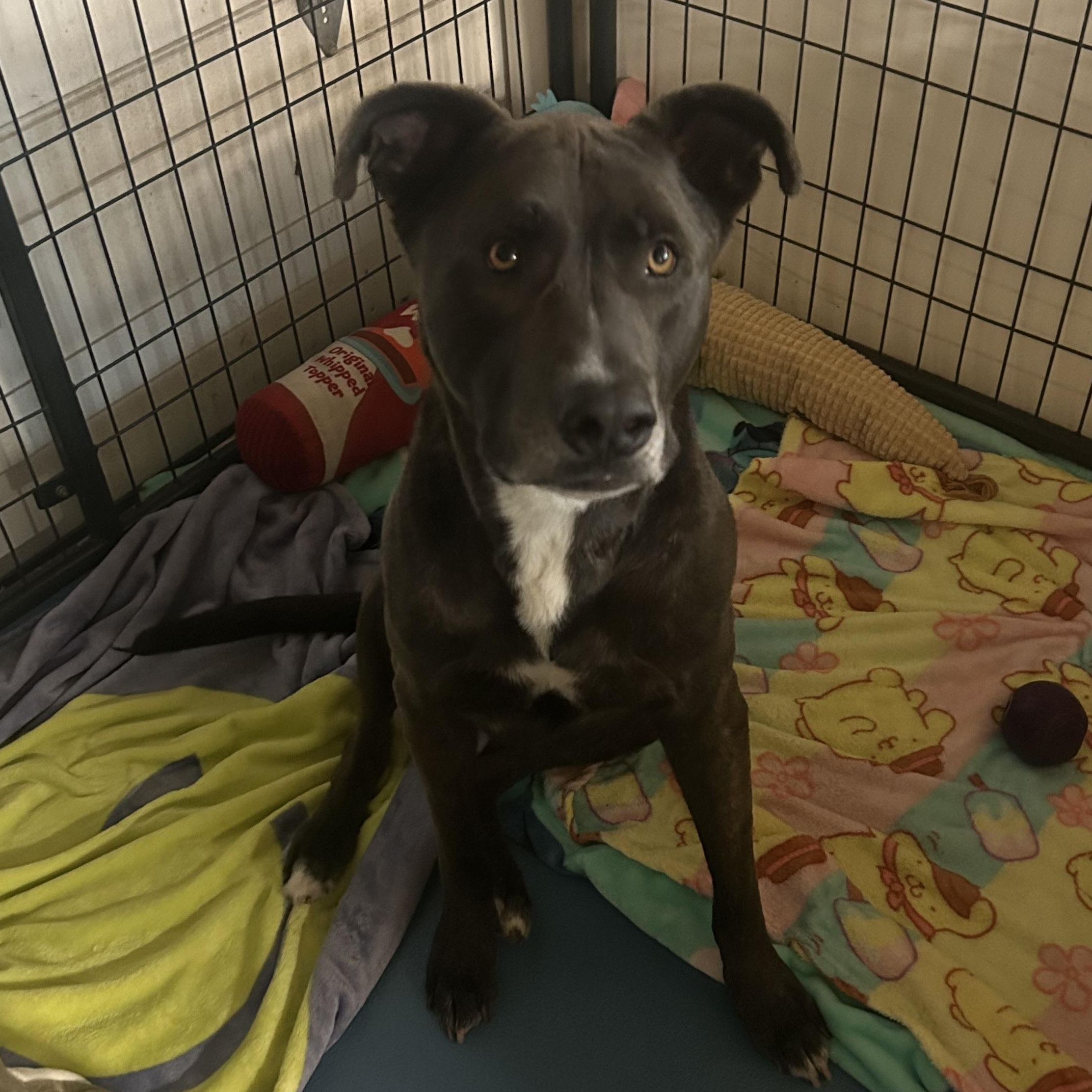 Enlarge Stitch, an adoptable mixed breed in Queen Creek, AZ image 6/6