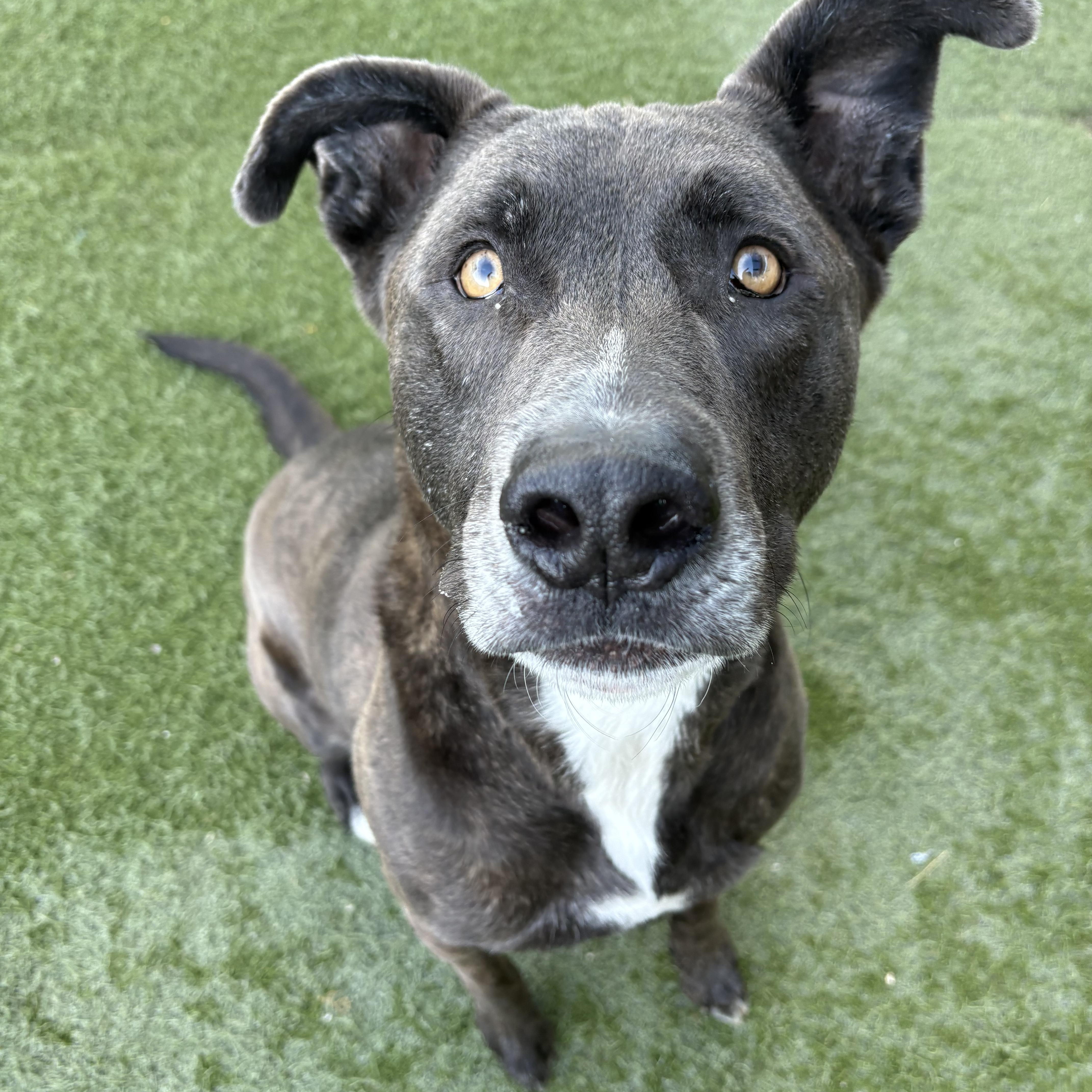 Stitch, adoptable, Adult Male Black Labrador Retriever & Dutch Shepherd.