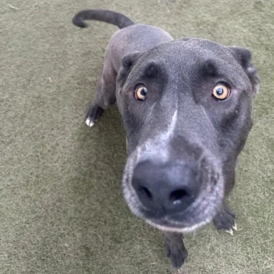 Stitch, a Adoptable mixed breed in Queen Creek, AZ image 3/3