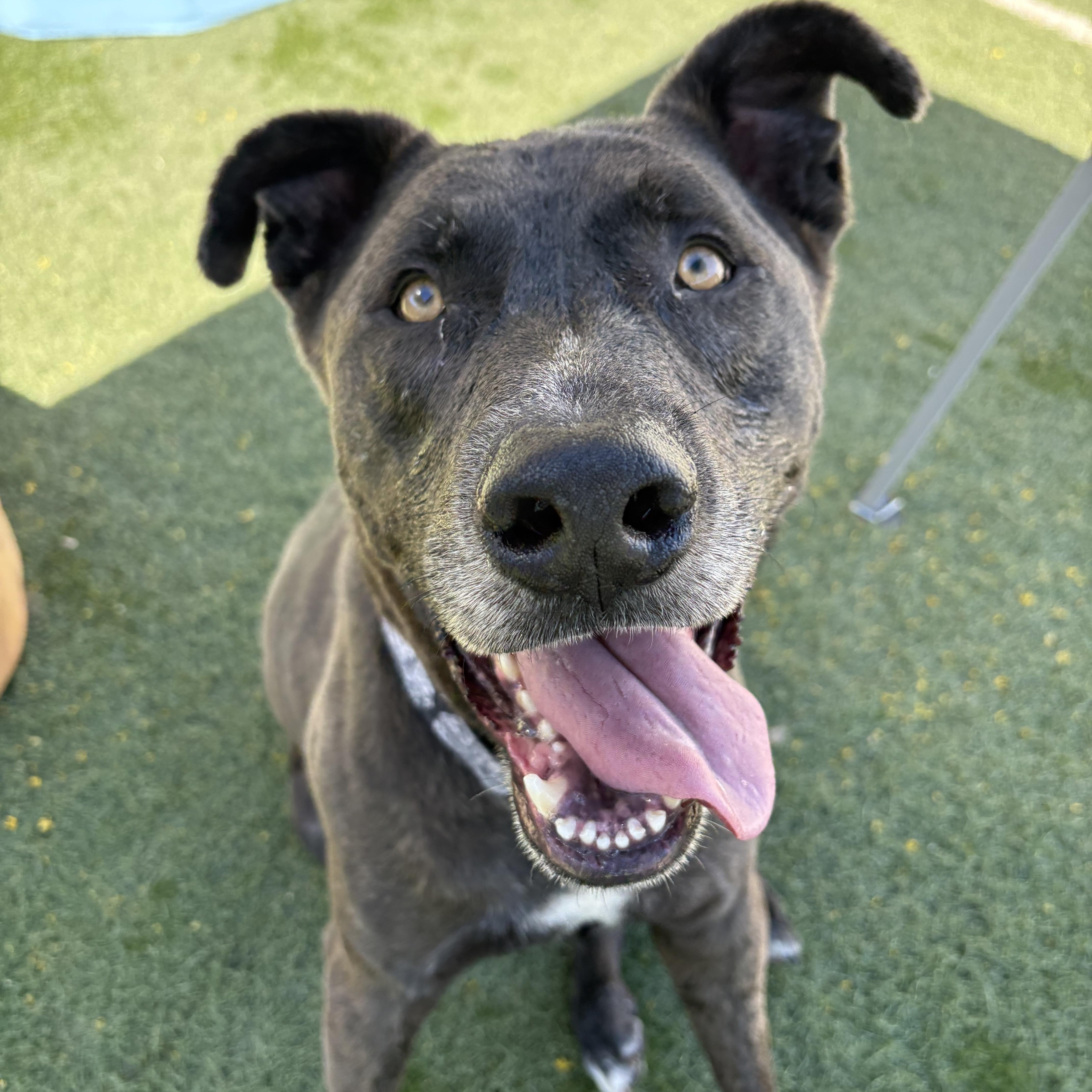 Enlarge Stitch, an adoptable mixed breed in Queen Creek, AZ image 2/4