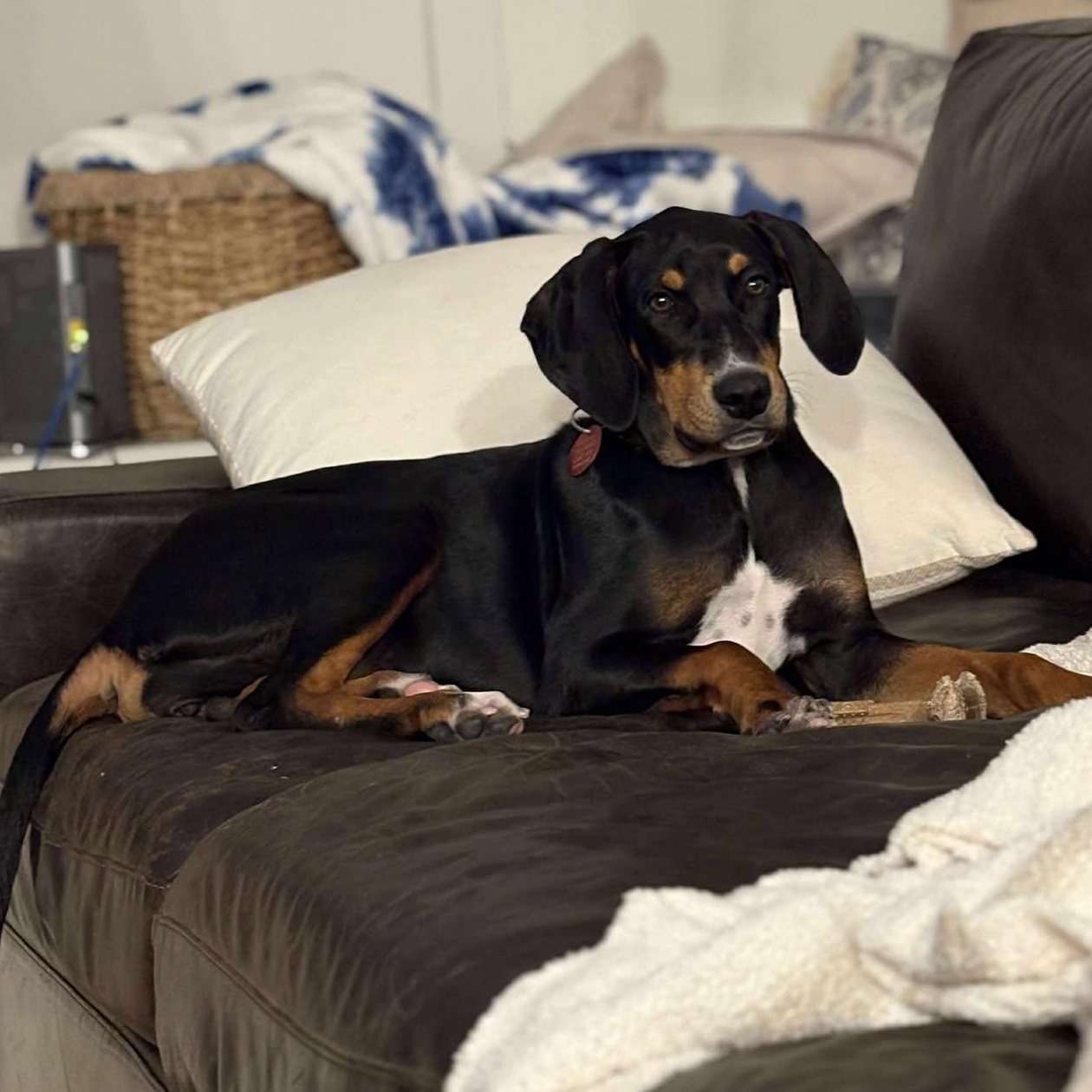 Bella, Young Female Black and Tan Coonhound