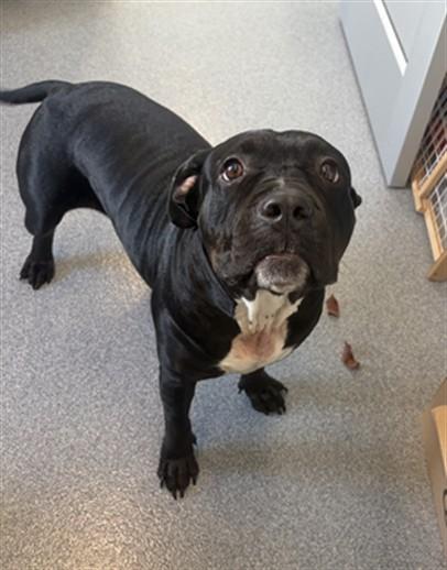 Enlarge LIV, a Adoptable Pit Bull Terrier in Toledo, OH image 1/1