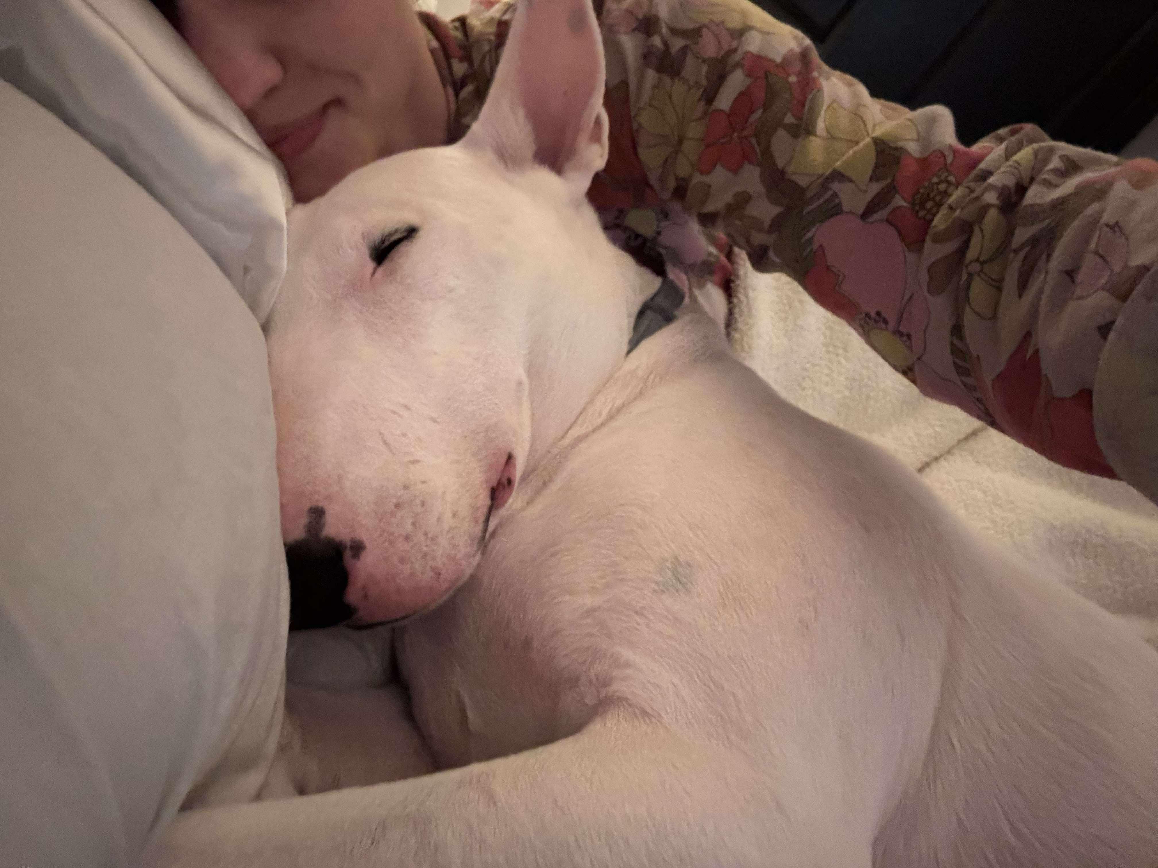 24-106 Milo, Adoptable, Adult Male Bull Terrier.