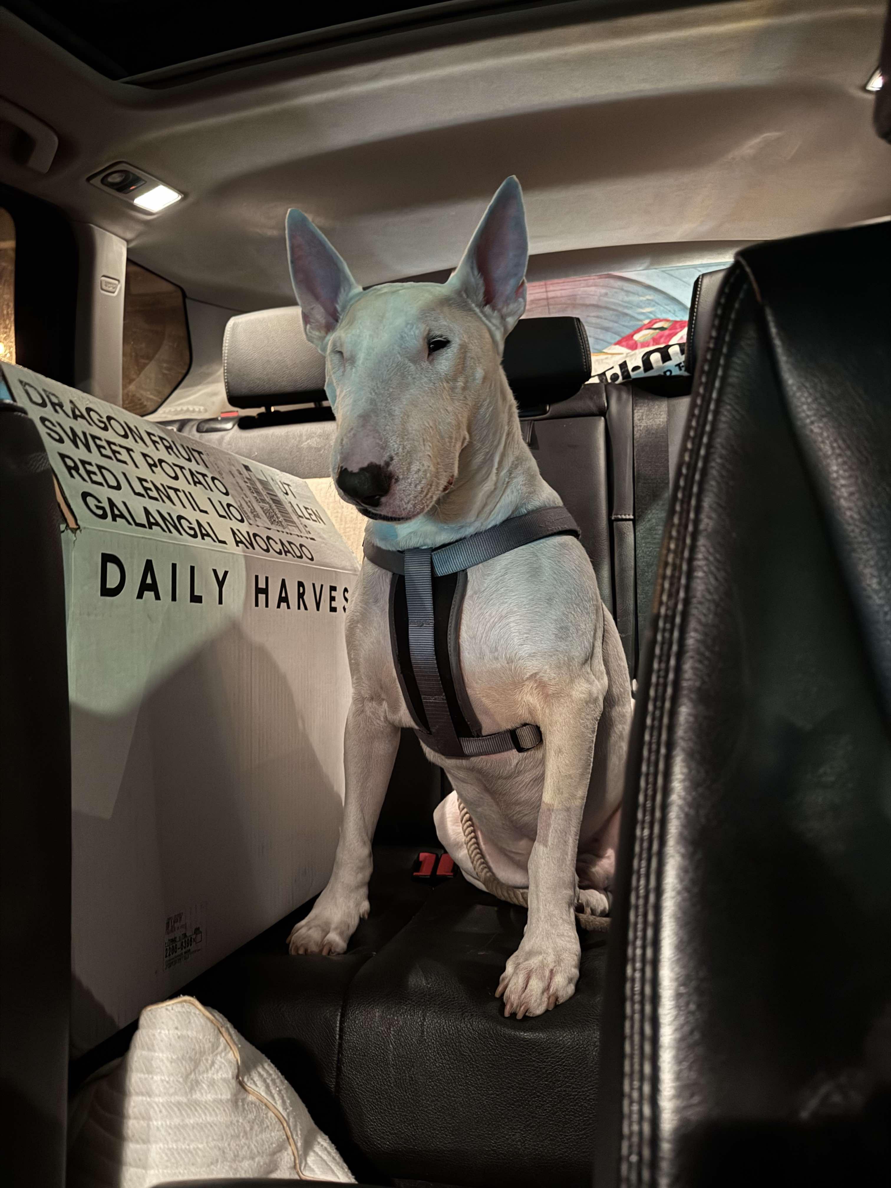 Enlarge 24-106 Milo, a Adoptable Bull Terrier in New York, NY image 2/6