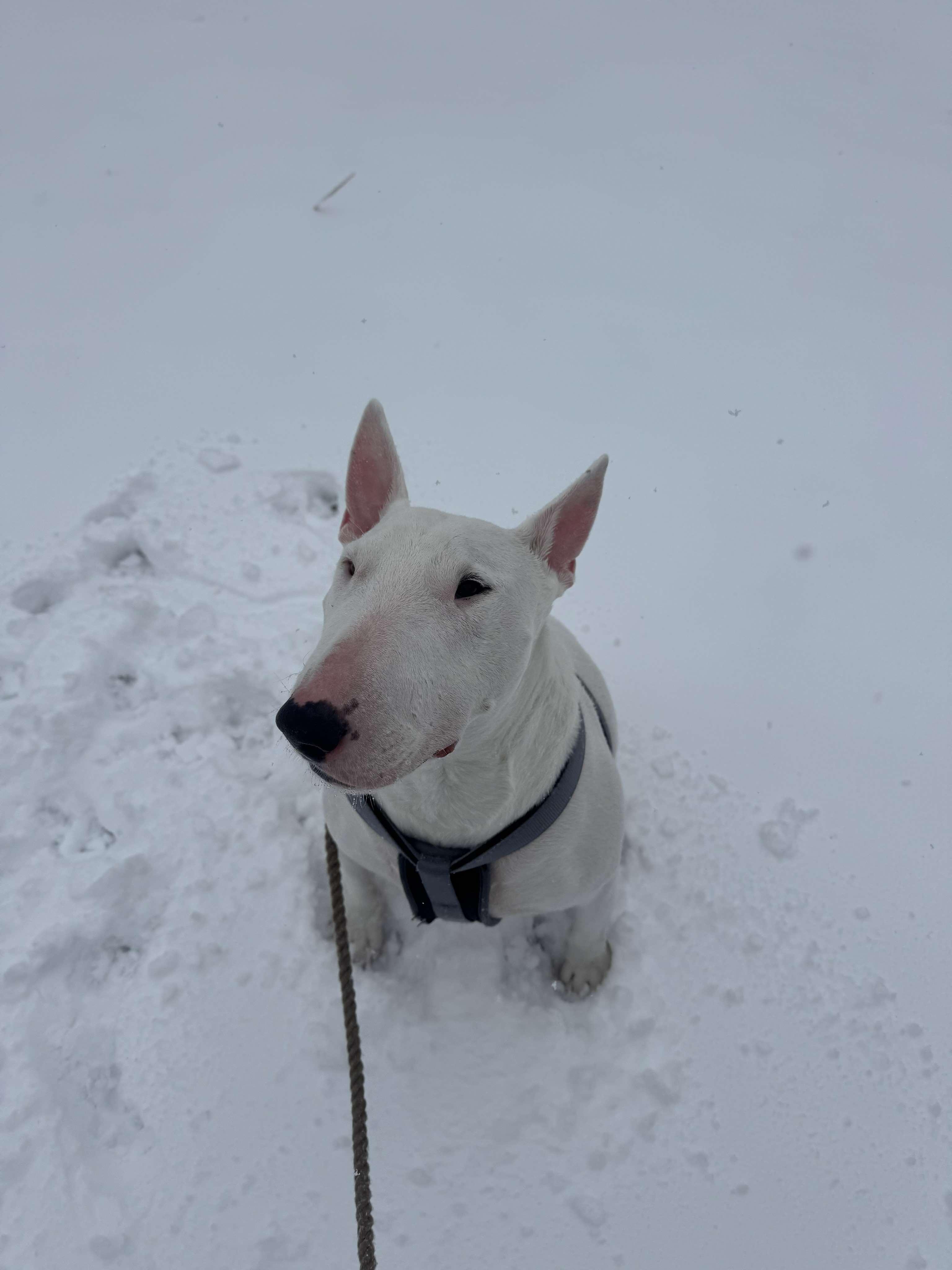 Enlarge 24-106 Milo, a Adoptable Bull Terrier in New York, NY image 3/6
