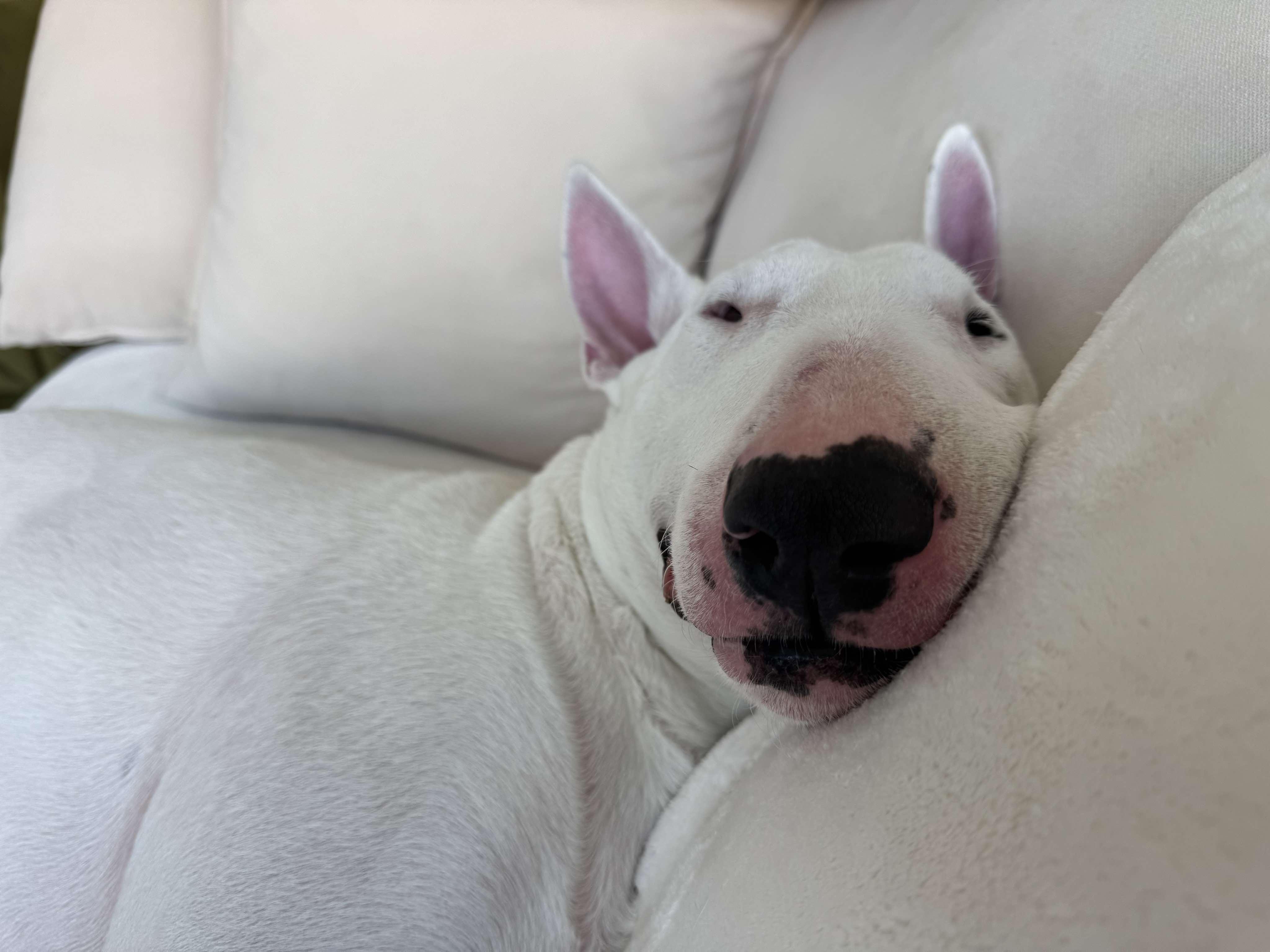 Enlarge 24-106 Milo, a Adoptable Bull Terrier in New York, NY image 4/6