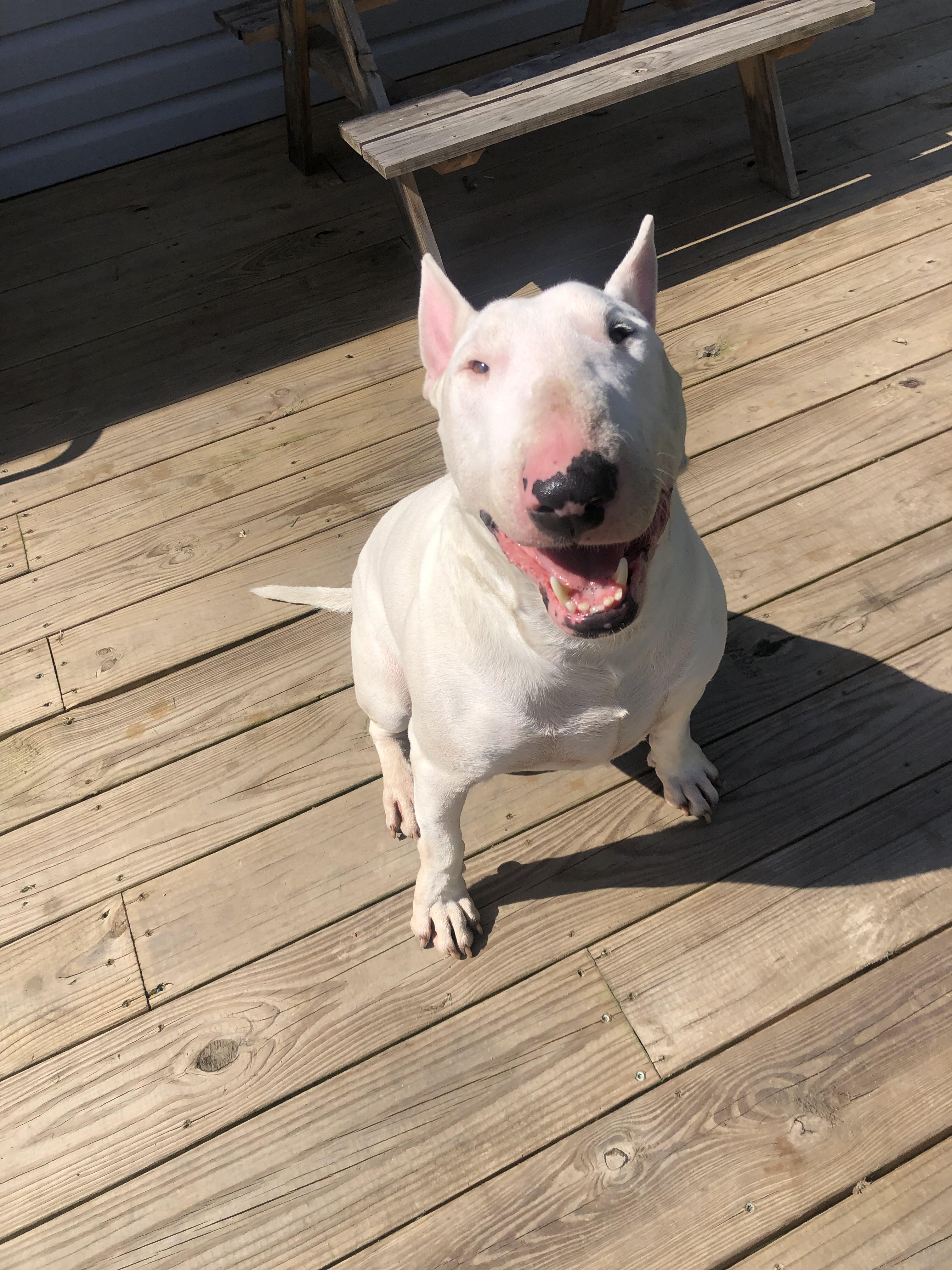 Enlarge 24-106 Milo, a Adoptable Bull Terrier in New York, NY image 5/6