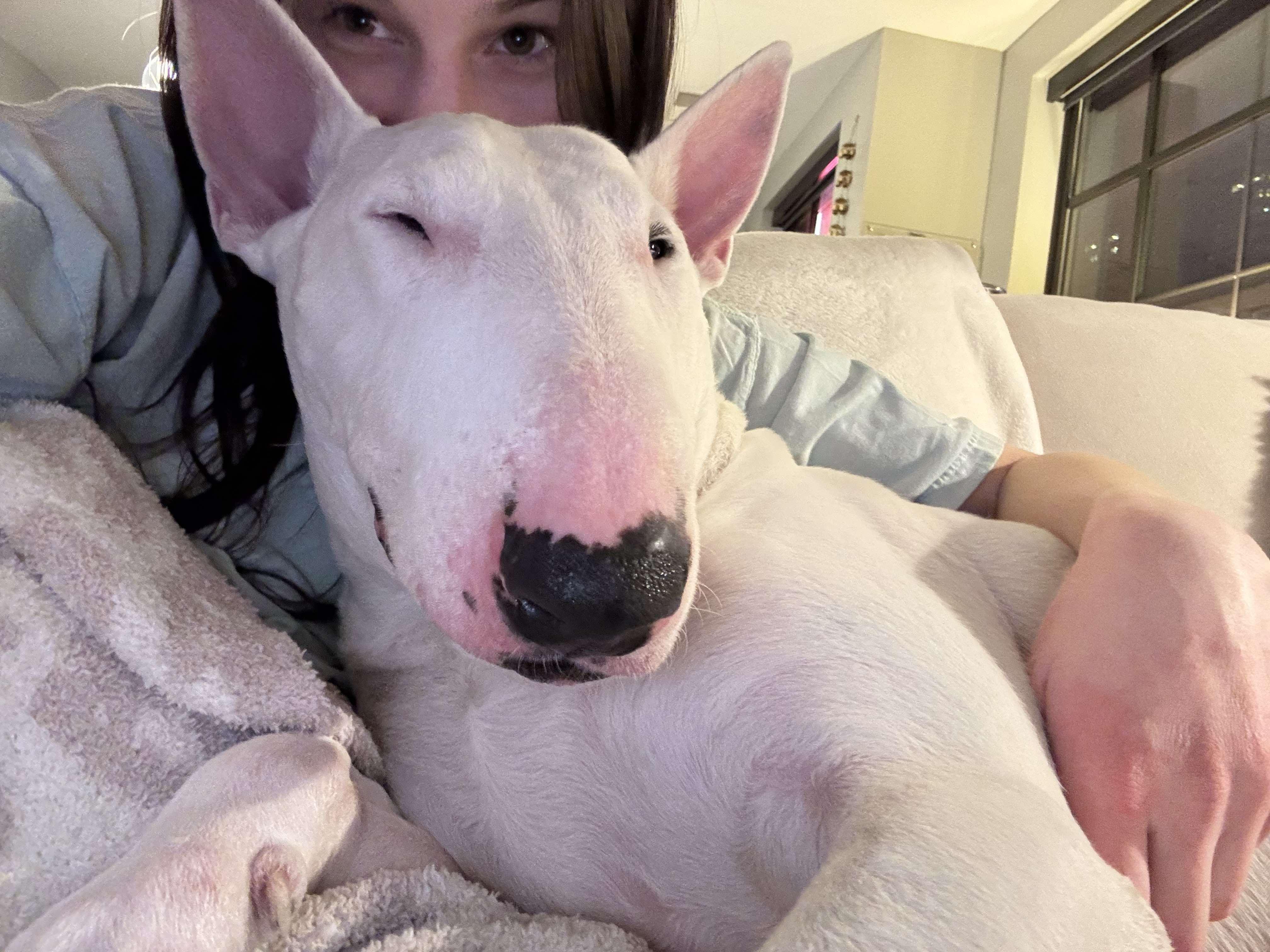 Enlarge 24-106 Milo, a Adoptable Bull Terrier in New York, NY image 6/6