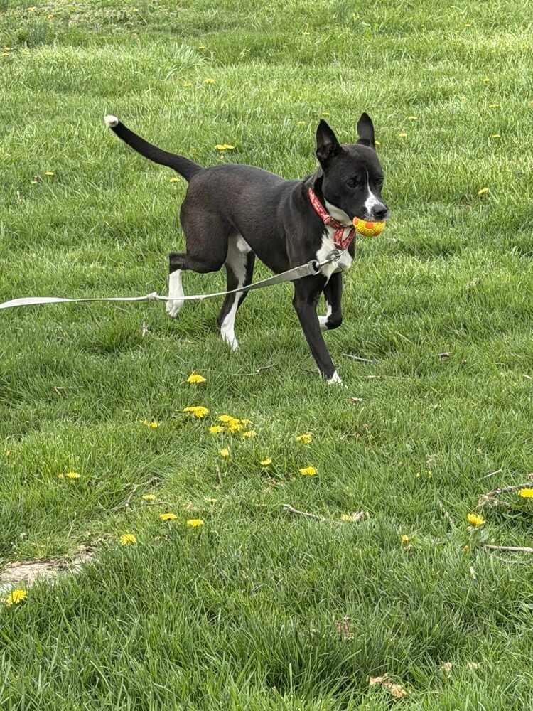 Griffin, Adoptable, Adult Male Mixed Breed.