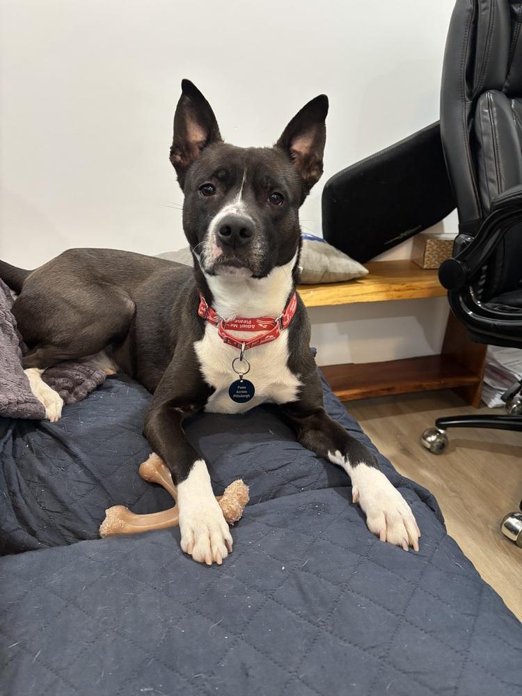 Enlarge Griffin, a Adoptable mixed breed in Springdale, PA image 2/6