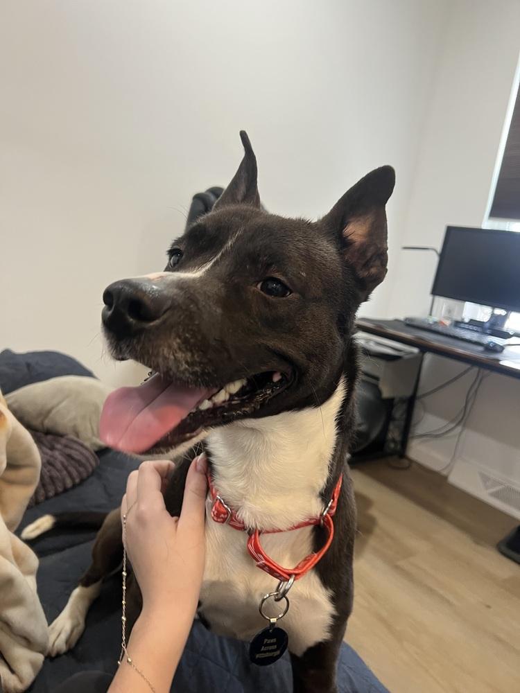 Enlarge Griffin, a Adoptable mixed breed in Springdale, PA image 3/6