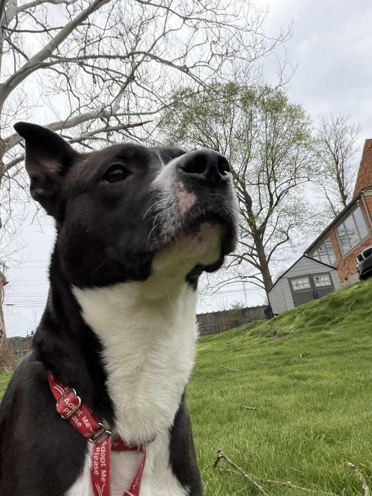 Enlarge Griffin, a Adoptable mixed breed in Springdale, PA image 4/6