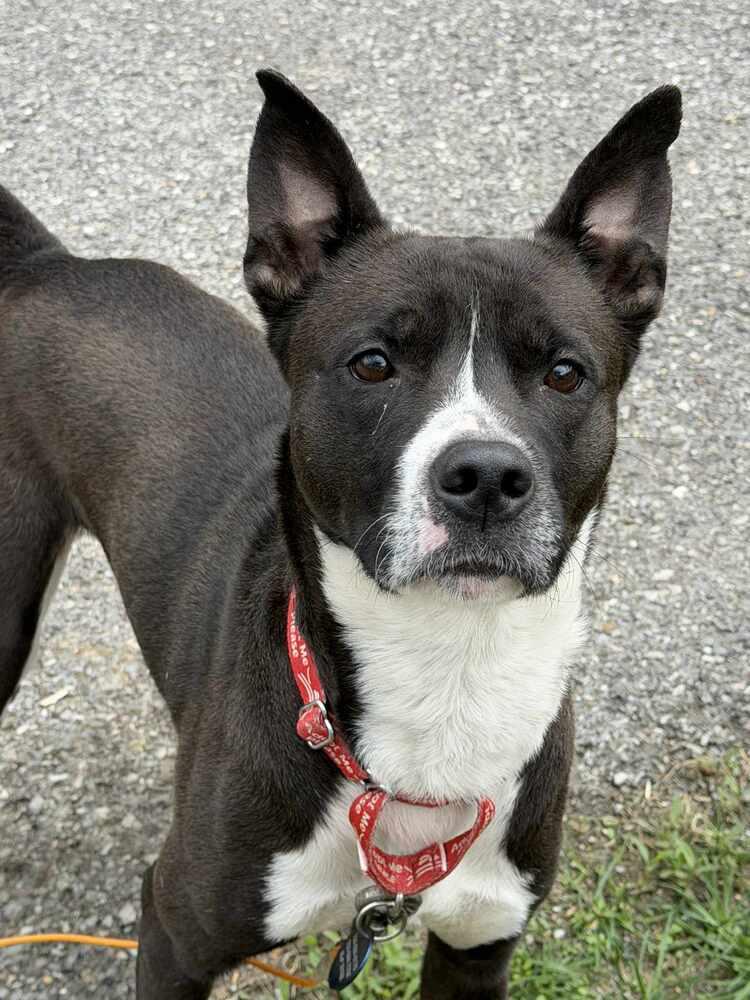 Enlarge Griffin, a Adoptable mixed breed in Springdale, PA image 5/6