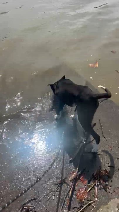 Enlarge Griffin, a Adoptable mixed breed in Springdale, PA video 6/6