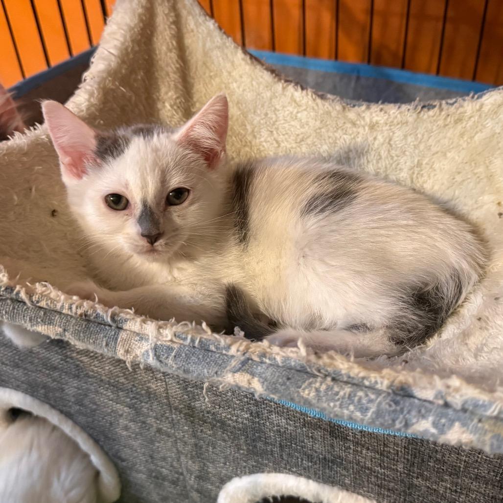 Mayhem, Adoptable, Kitten Male Domestic Short Hair.
