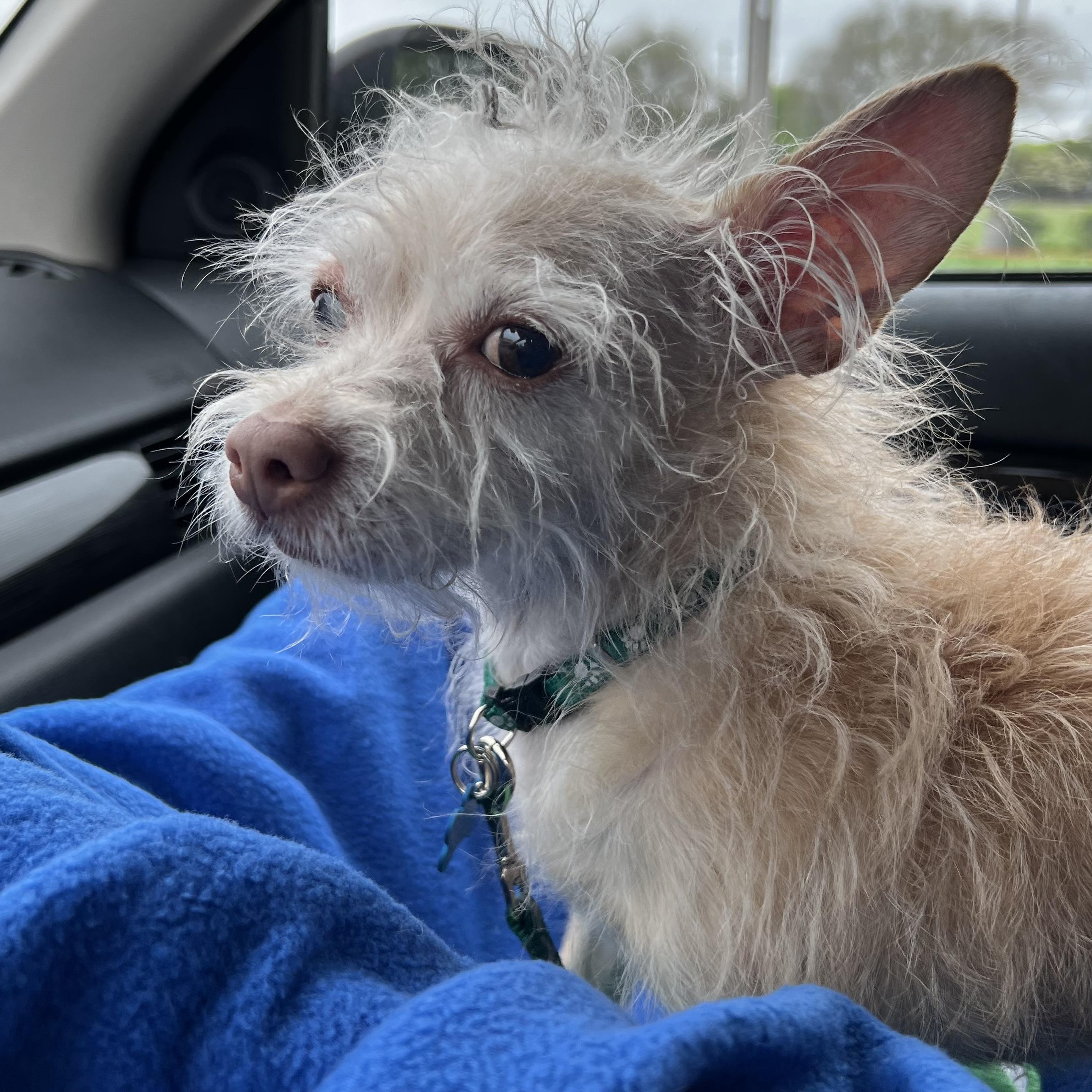 Winston, a Adoptable mixed breed in Dallas, TX image 1/6