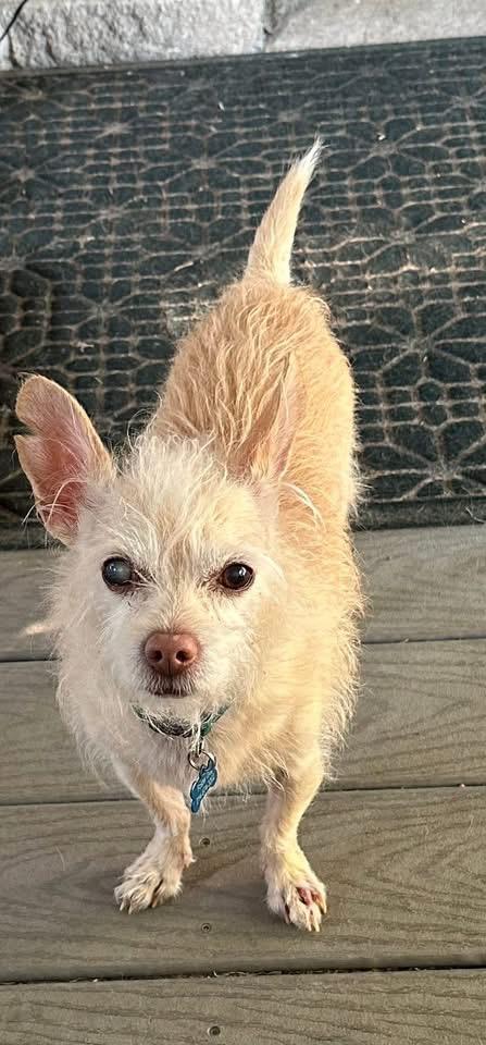 Winston, a Adoptable mixed breed in Dallas, TX image 3/6