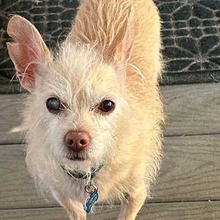 Enlarge Winston, an adoption pending mixed breed in Dallas, TX image 3/5