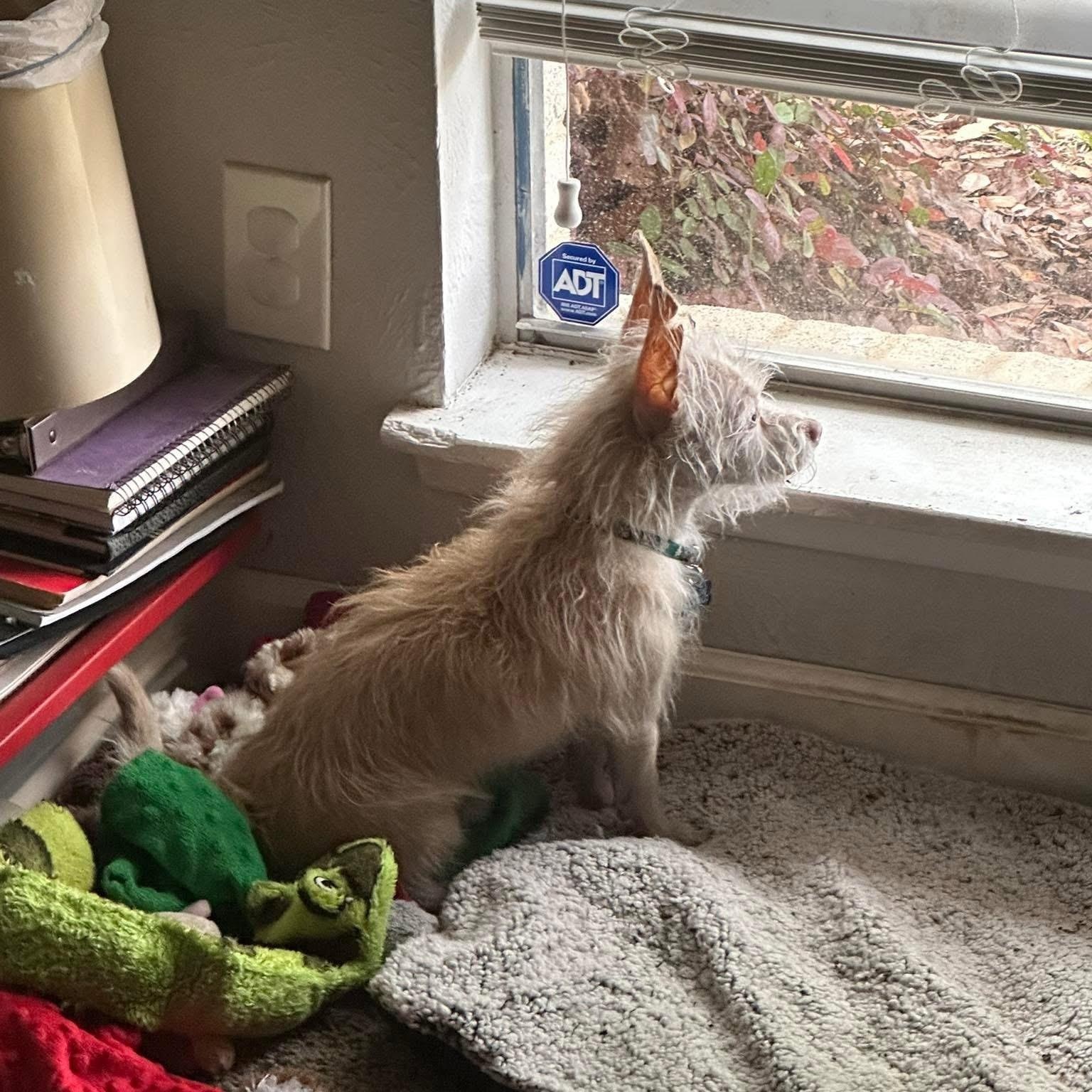 Enlarge Winston, an adoption pending mixed breed in Dallas, TX image 4/5