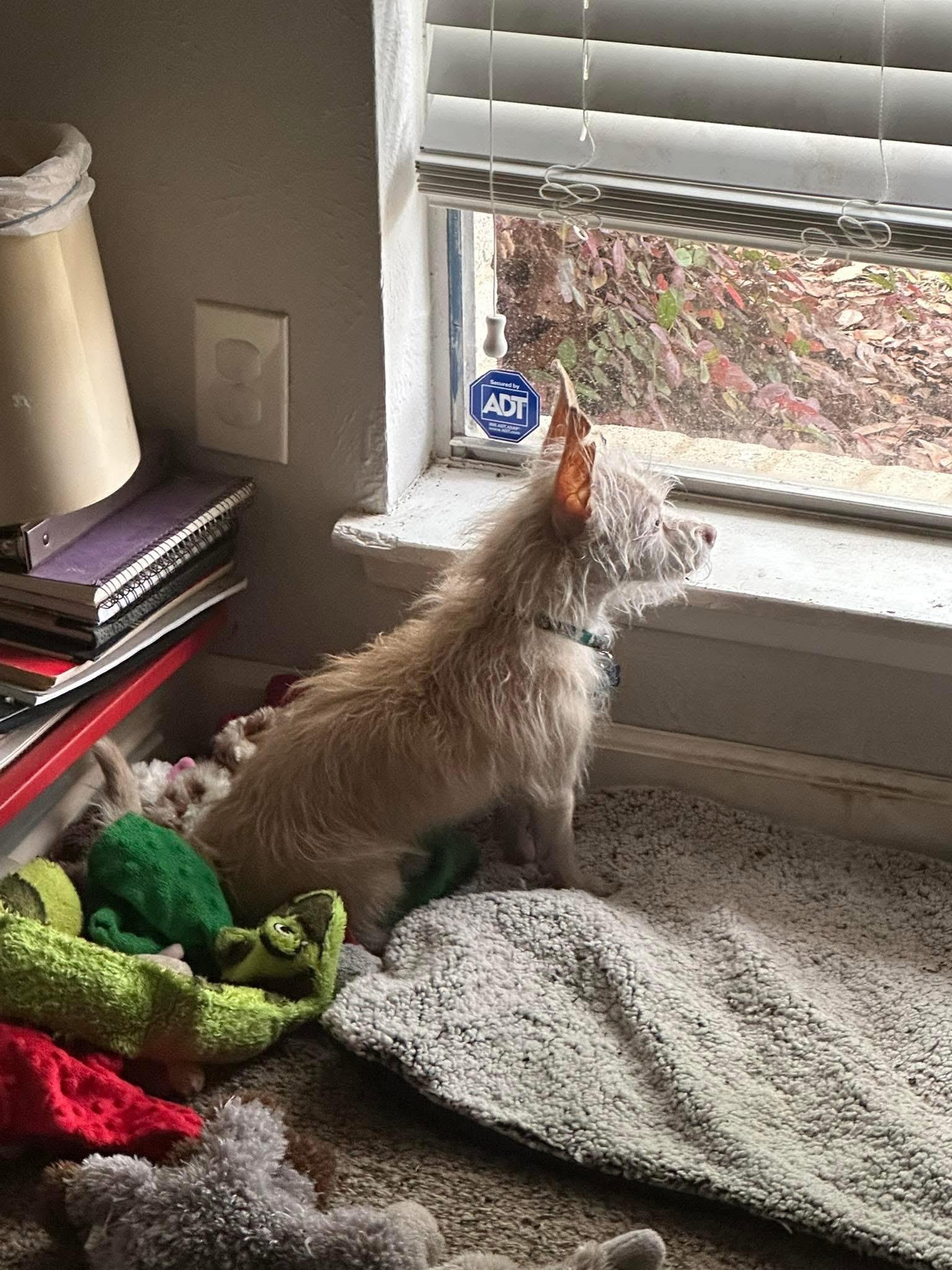 Winston, a Adoptable mixed breed in Dallas, TX image 4/6