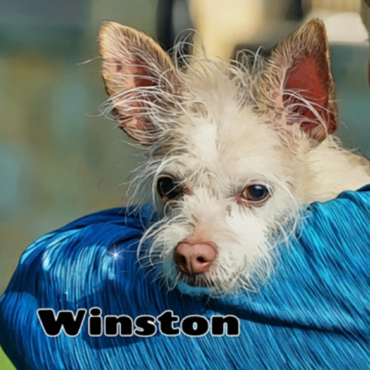 Winston, Adoptable, Young Male Cairn Terrier & Chihuahua.